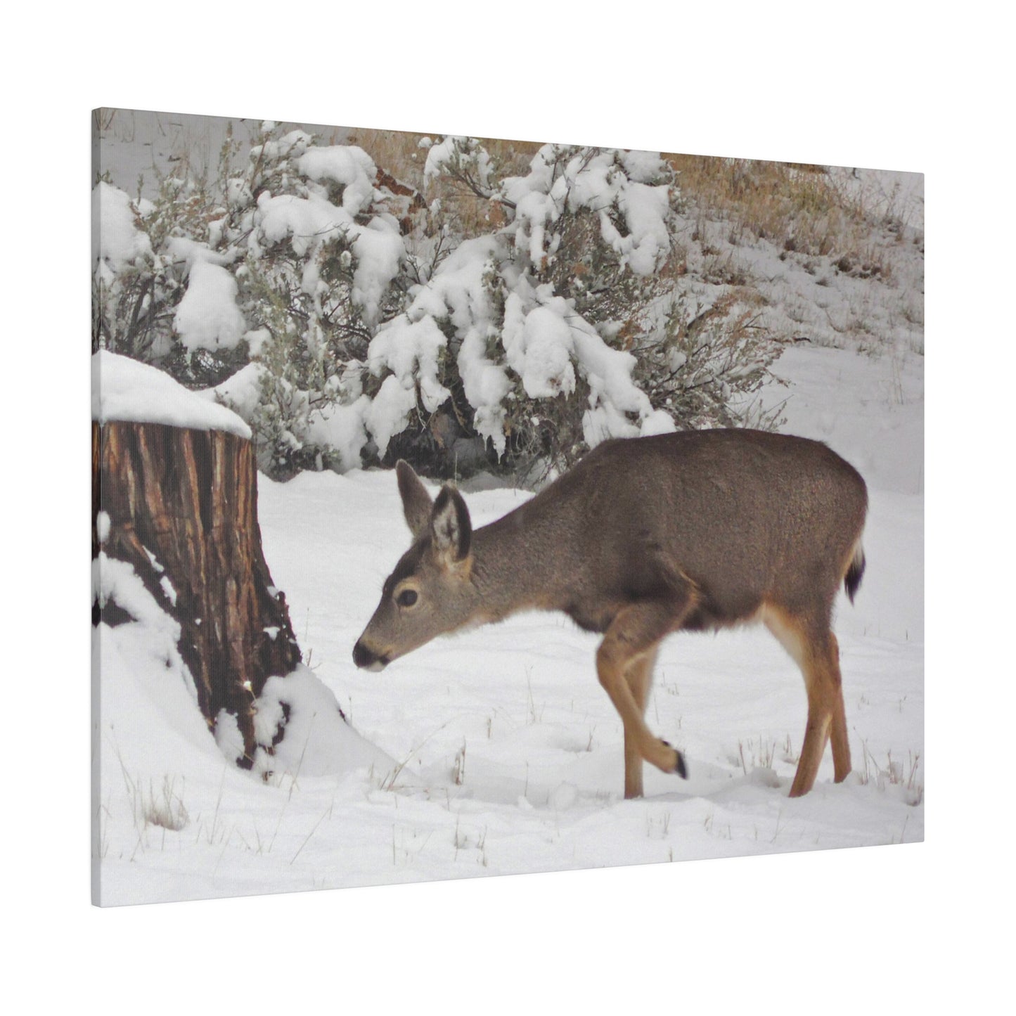 Winter Deer Matte Canvas