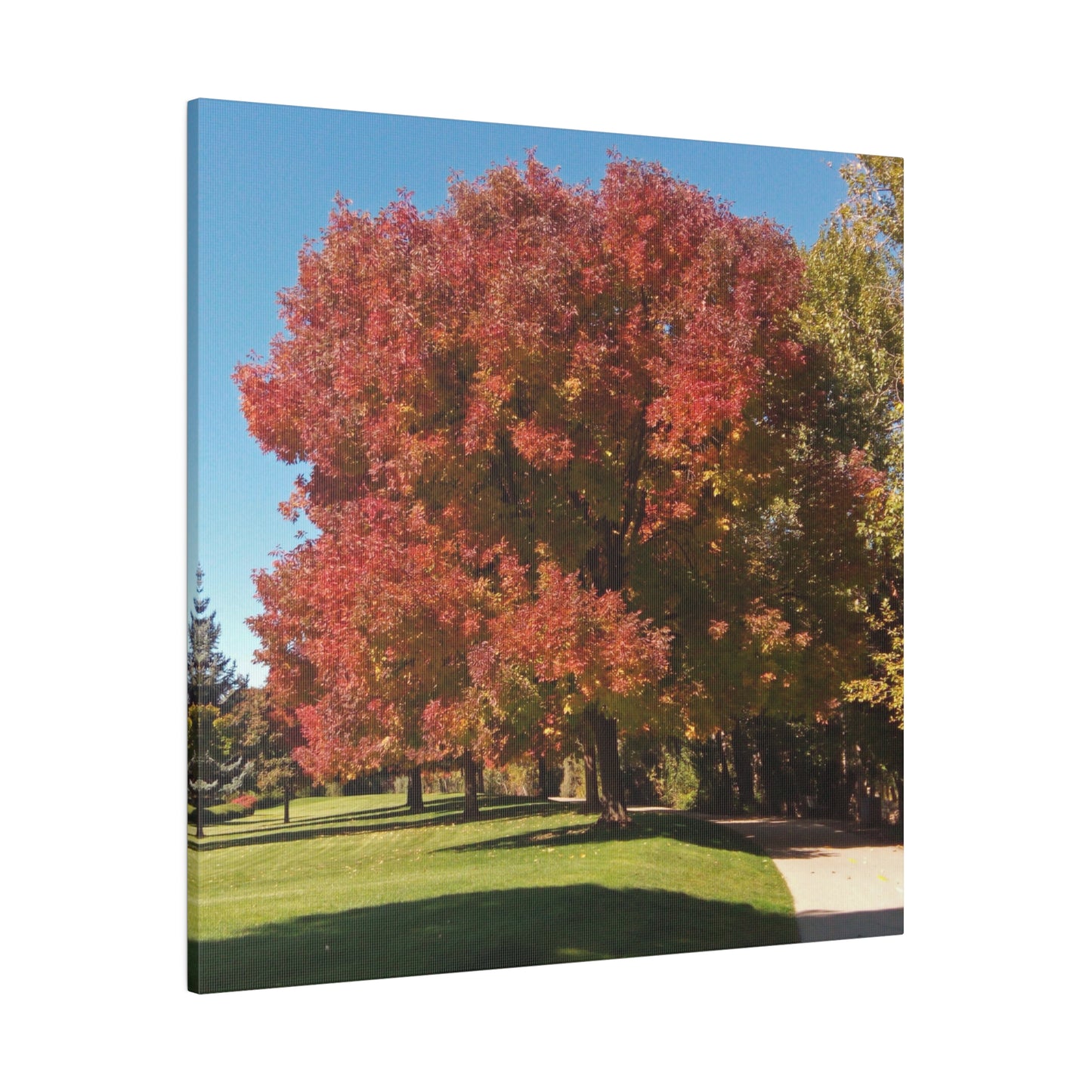 Autumn Tree Early Fall Matte Canvas