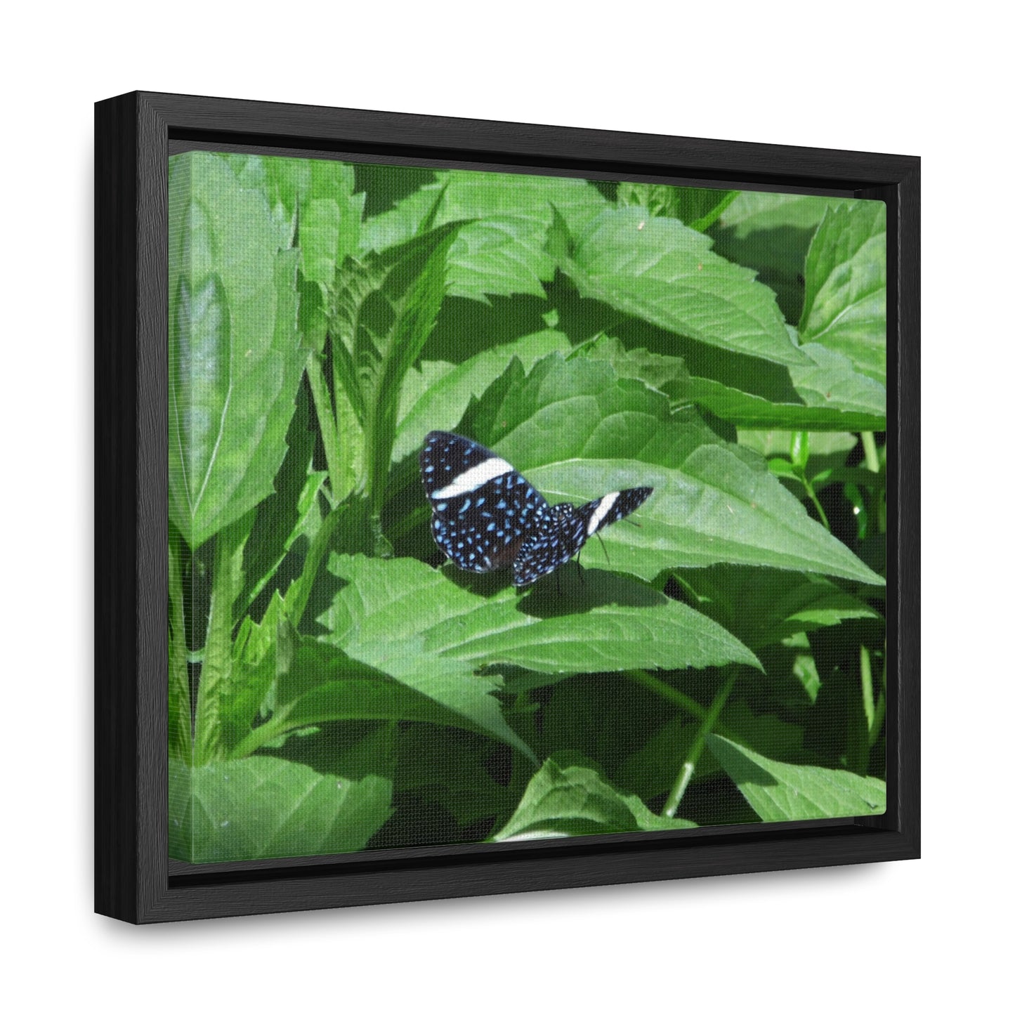 Sapphire Butterfly Gallery Canvas Wraps Framed