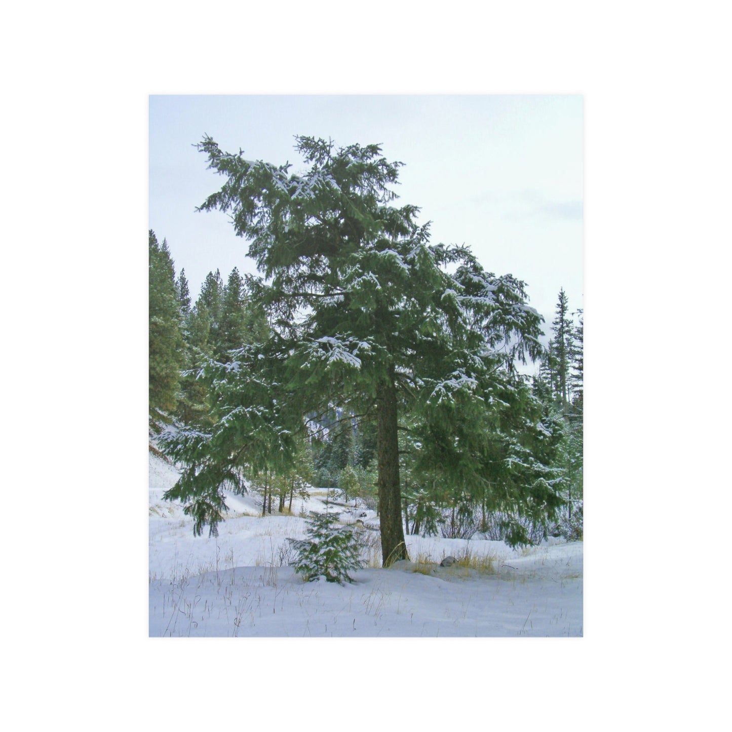 Winter Protector Satin Posters