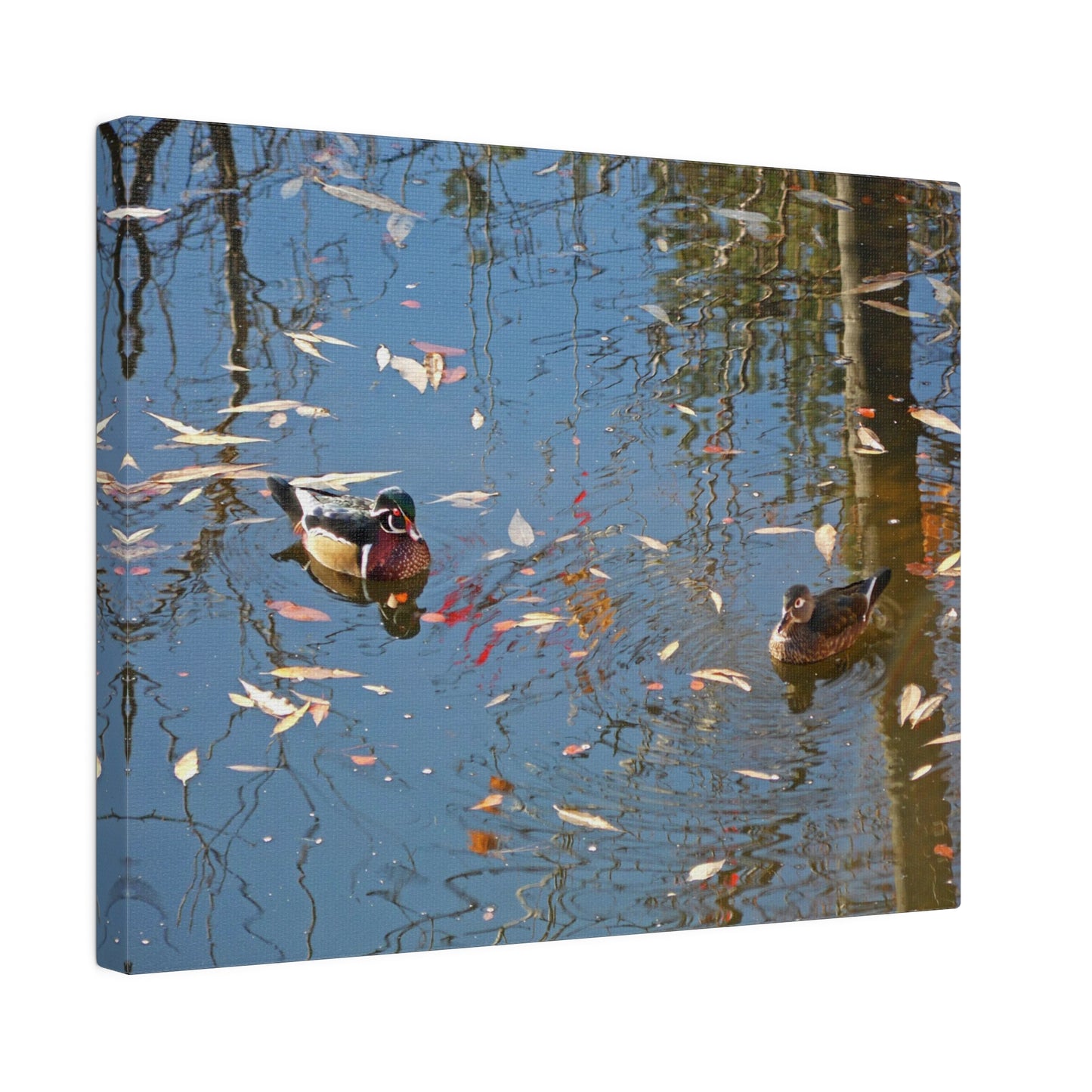 Autumn Wood Duck Couple Matte Canvas