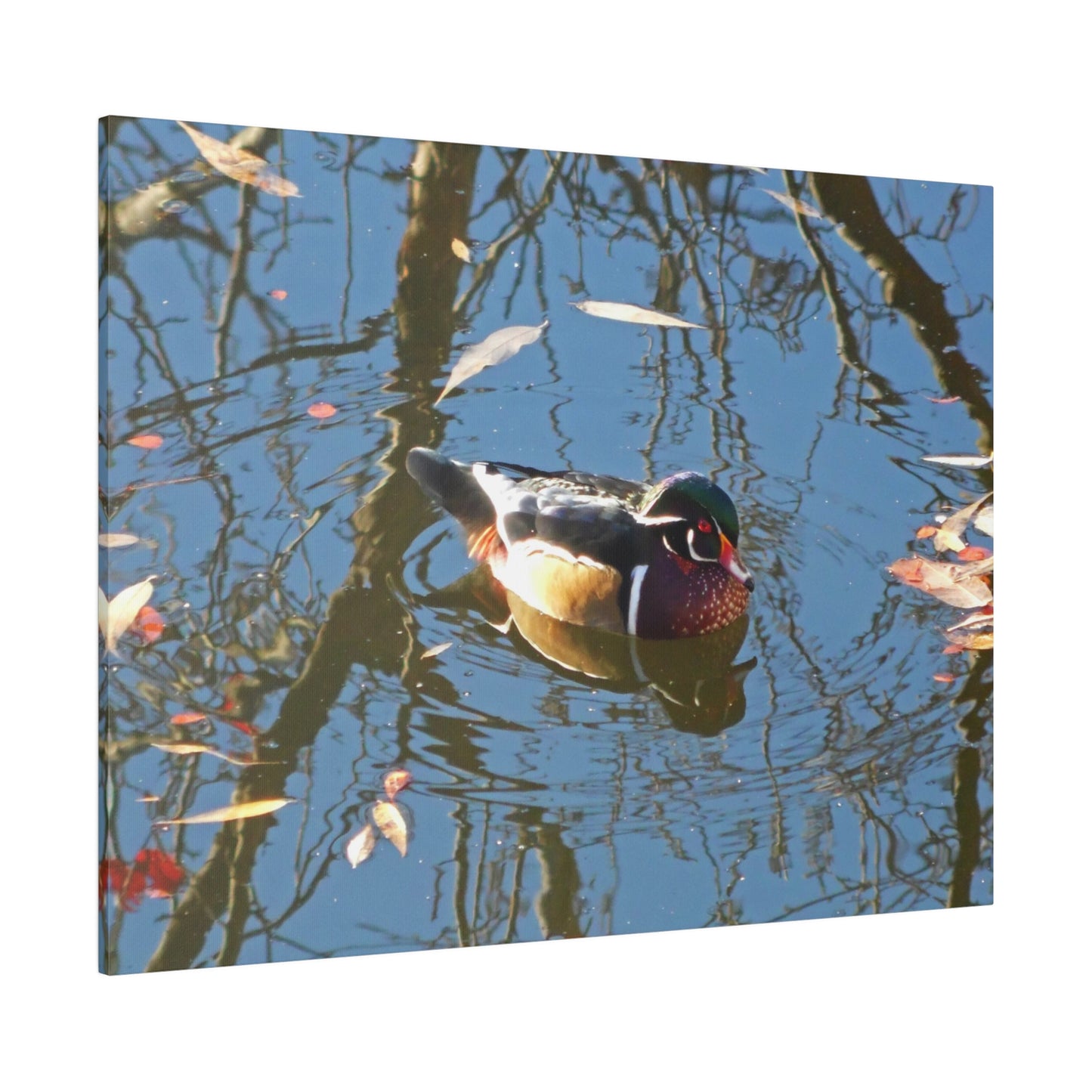 Reflections Wood Duck Matte Canvas