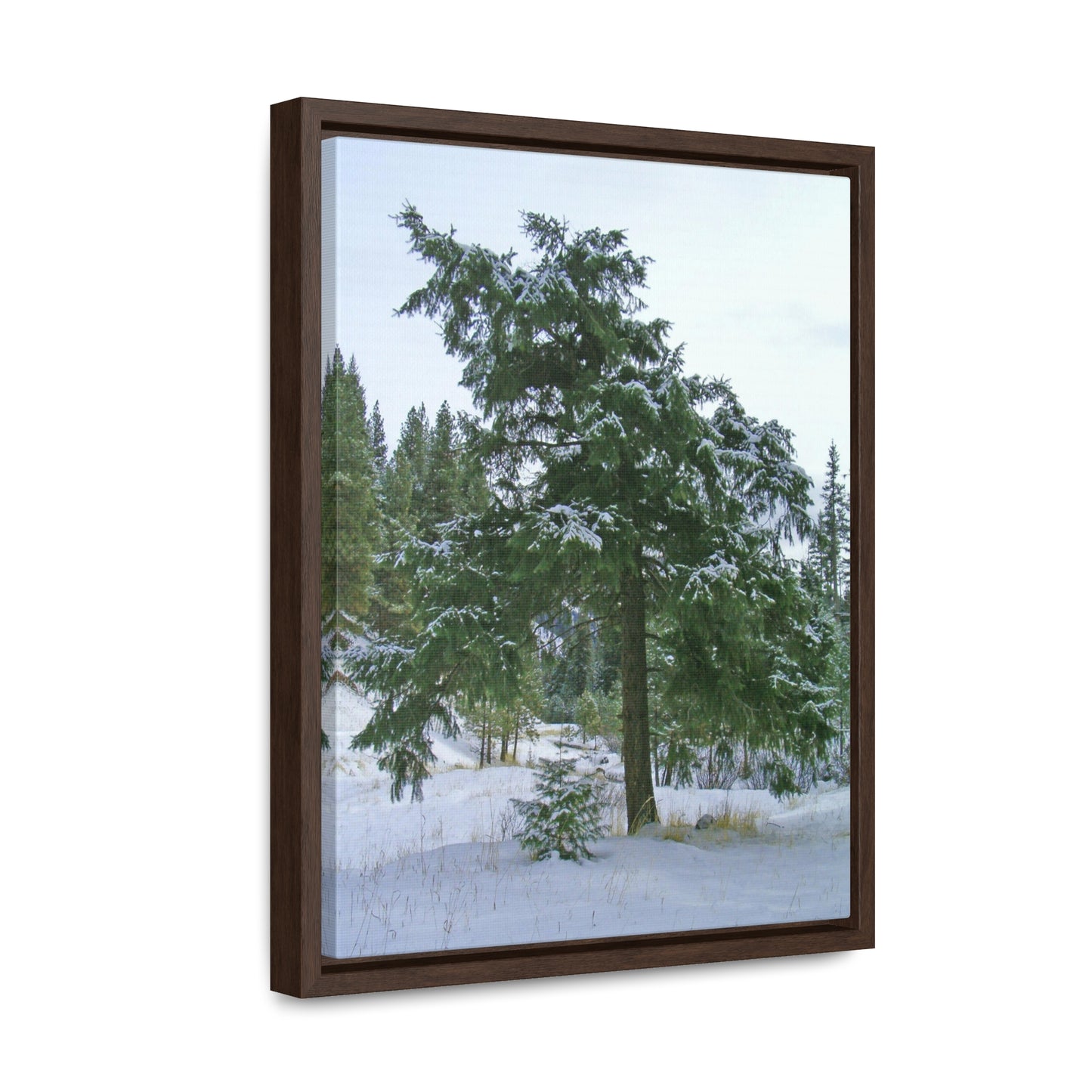 Winter Protector Gallery Canvas Wraps Framed