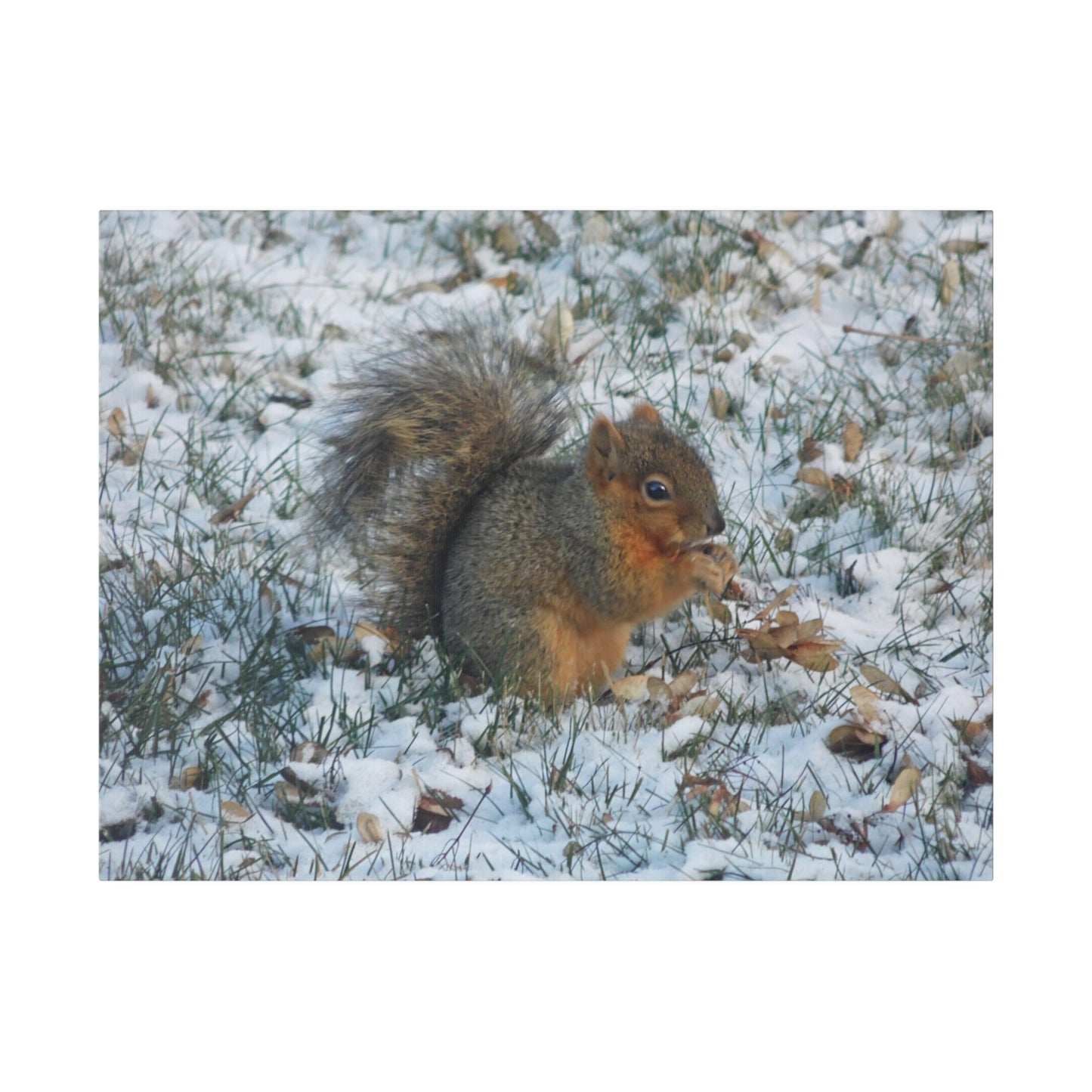 Winter Squirrel Matte Canvas