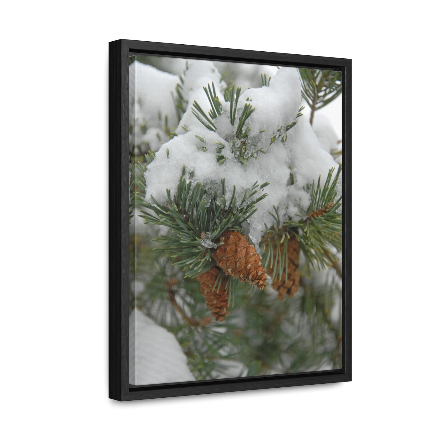 Snowy Fir Cones Gallery Canvas Wraps Framed