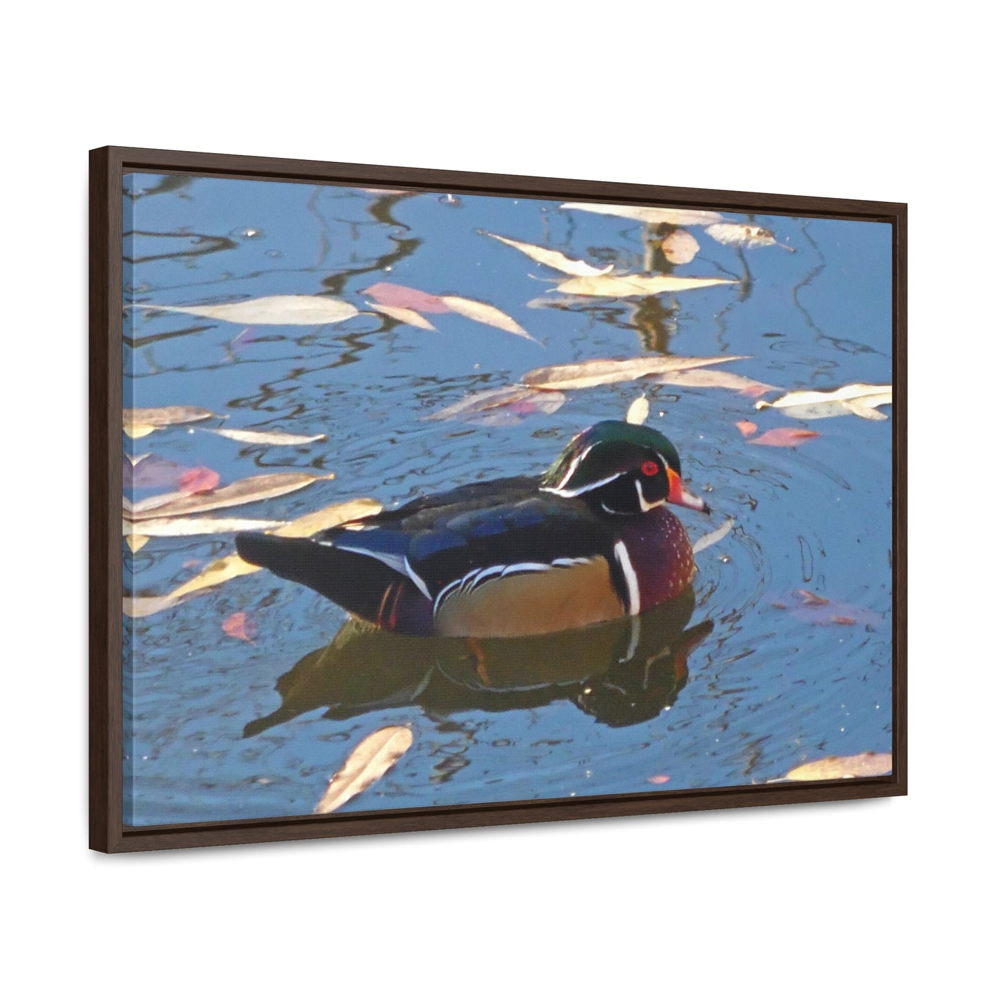 Autumn Wood Duck Gallery Canvas Wraps Framed