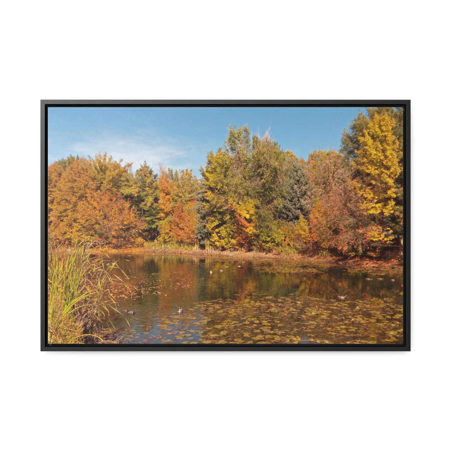 Autumn Duck Pond Gallery Canvas Wraps Framed