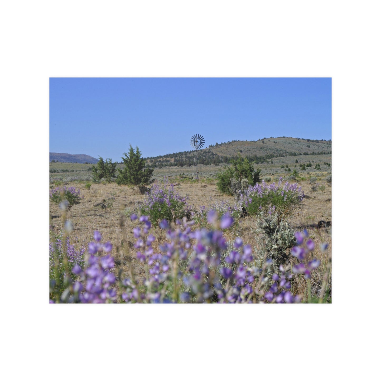 High Desert Lupine & Windmill Satin Posters