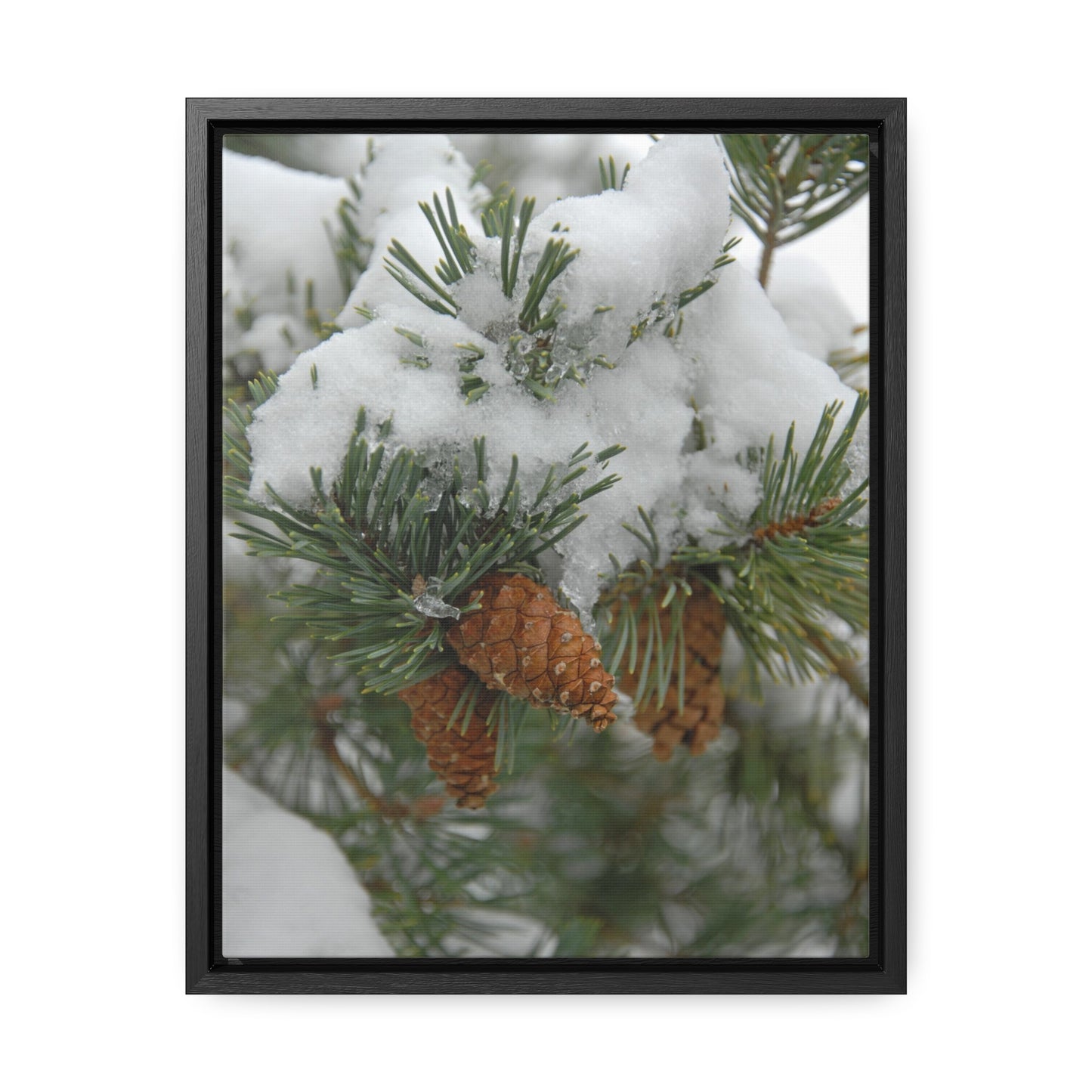 Snowy Fir Cones Gallery Canvas Wraps Framed