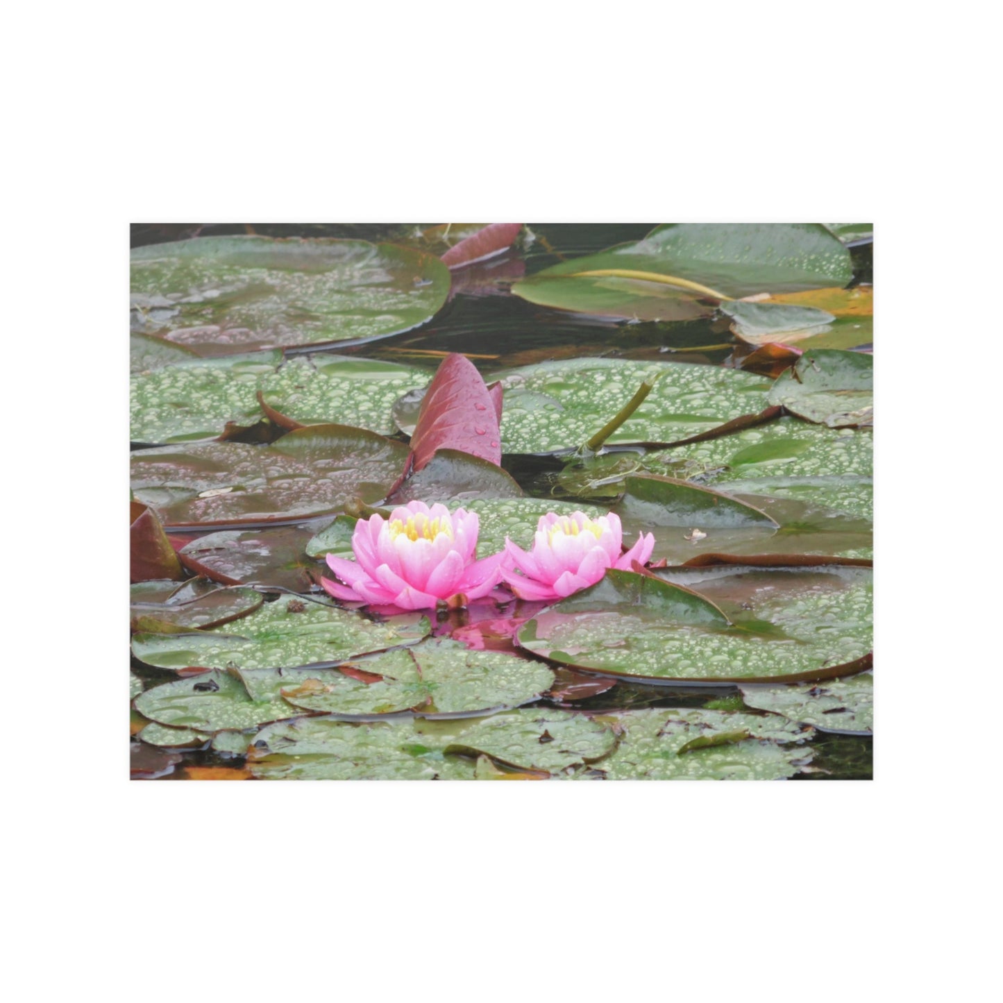 Water Lilies Satin Posters
