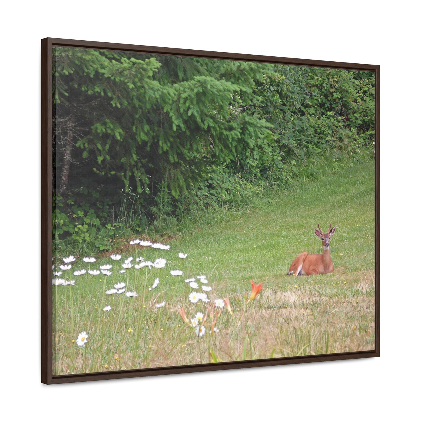 Peace In The Meadow Gallery Canvas Wraps Framed