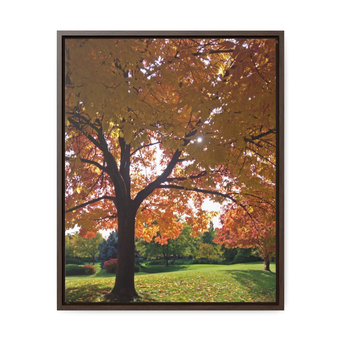 Autumn Canopy Gallery Canvas Wraps Framed