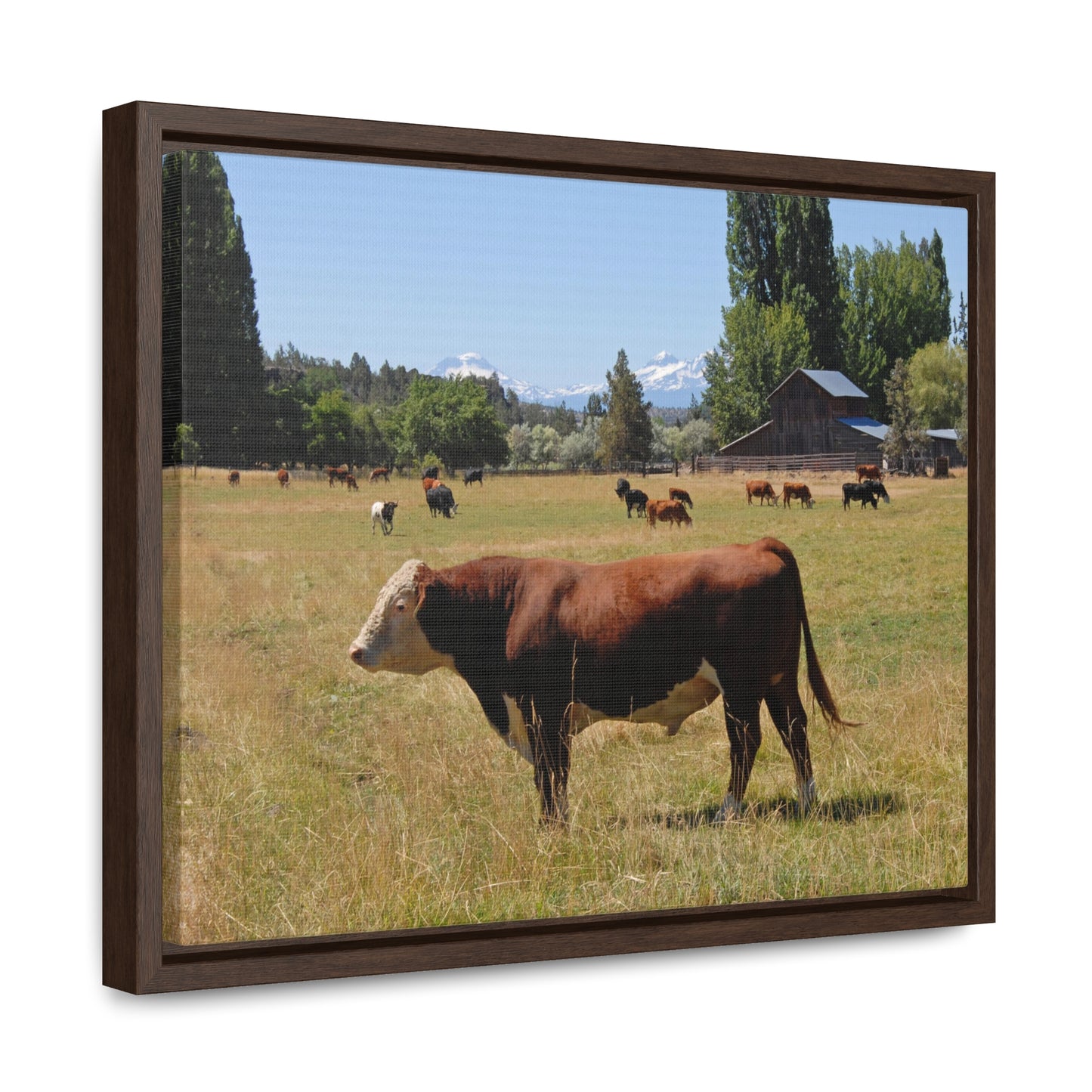 King Of The Pasture Gallery Canvas Wraps Framed