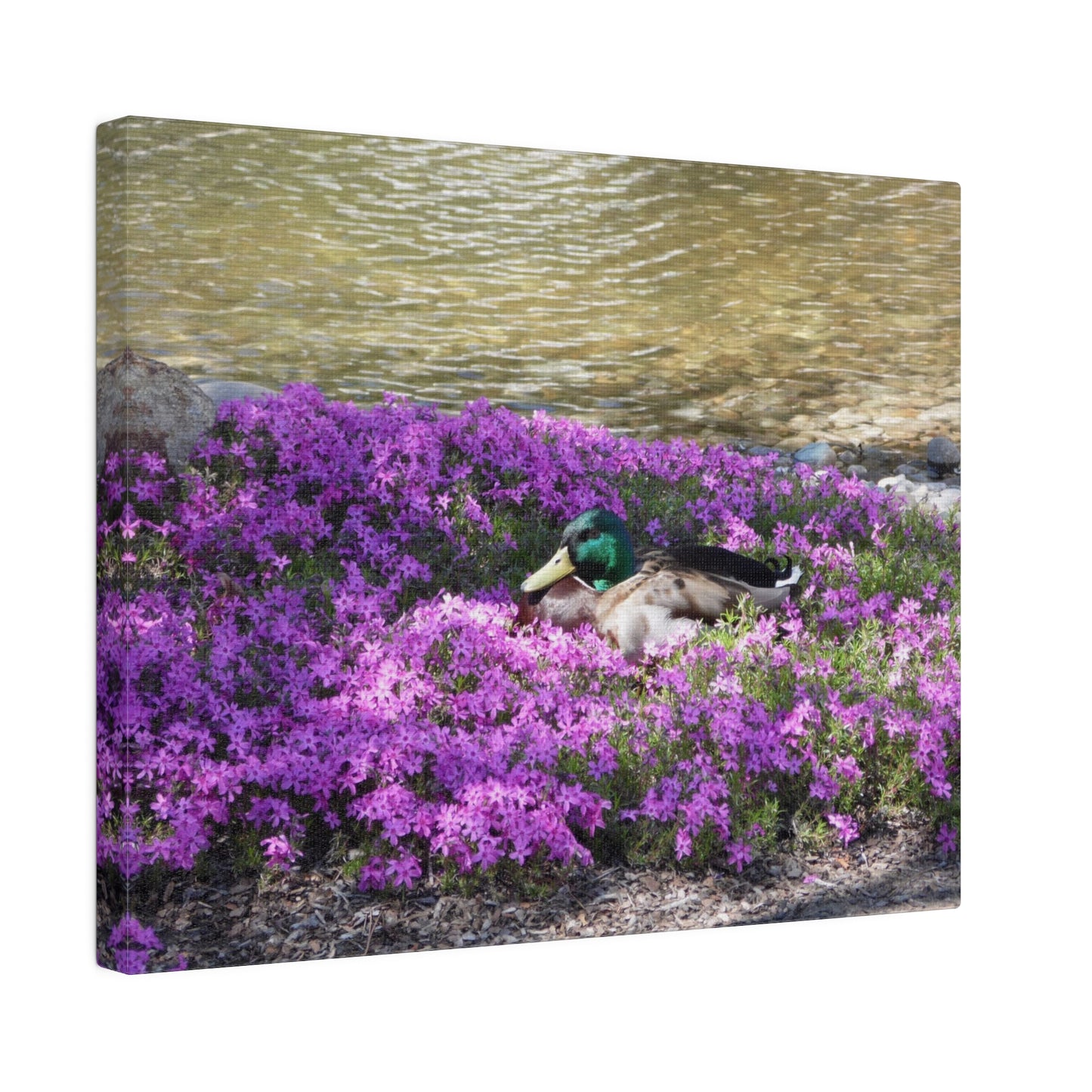 Duck Resting In Flowers Matte Canvas