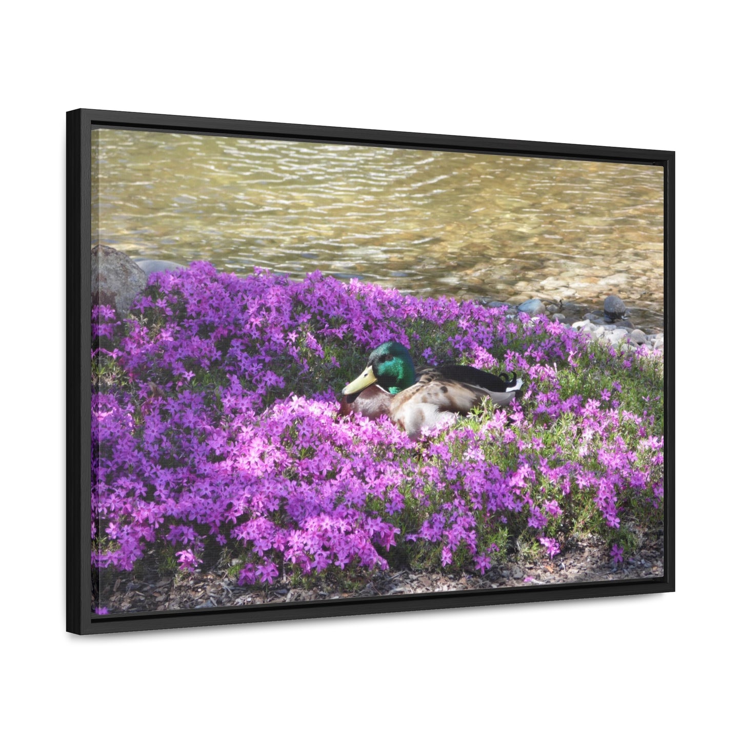 Duck Resting In Flowers Gallery Canvas Wraps Framed