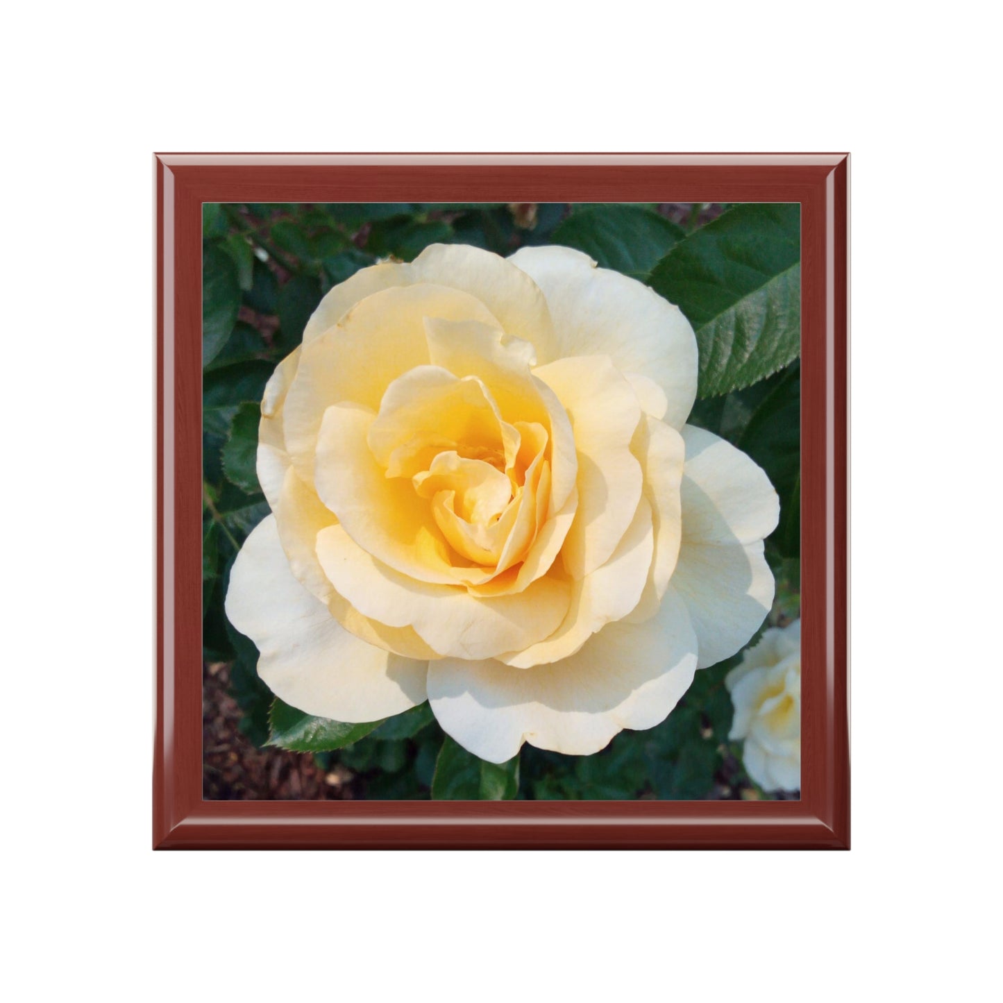 Cream Rose Jewelry Box ~ 7.24"