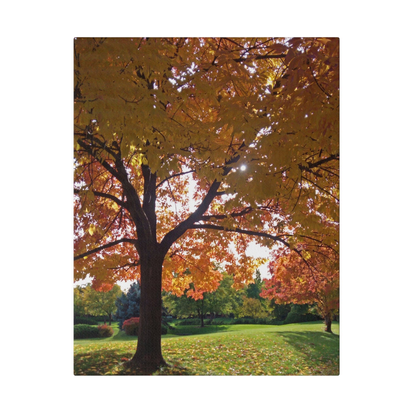 Autumn Canopy Matte Canvas