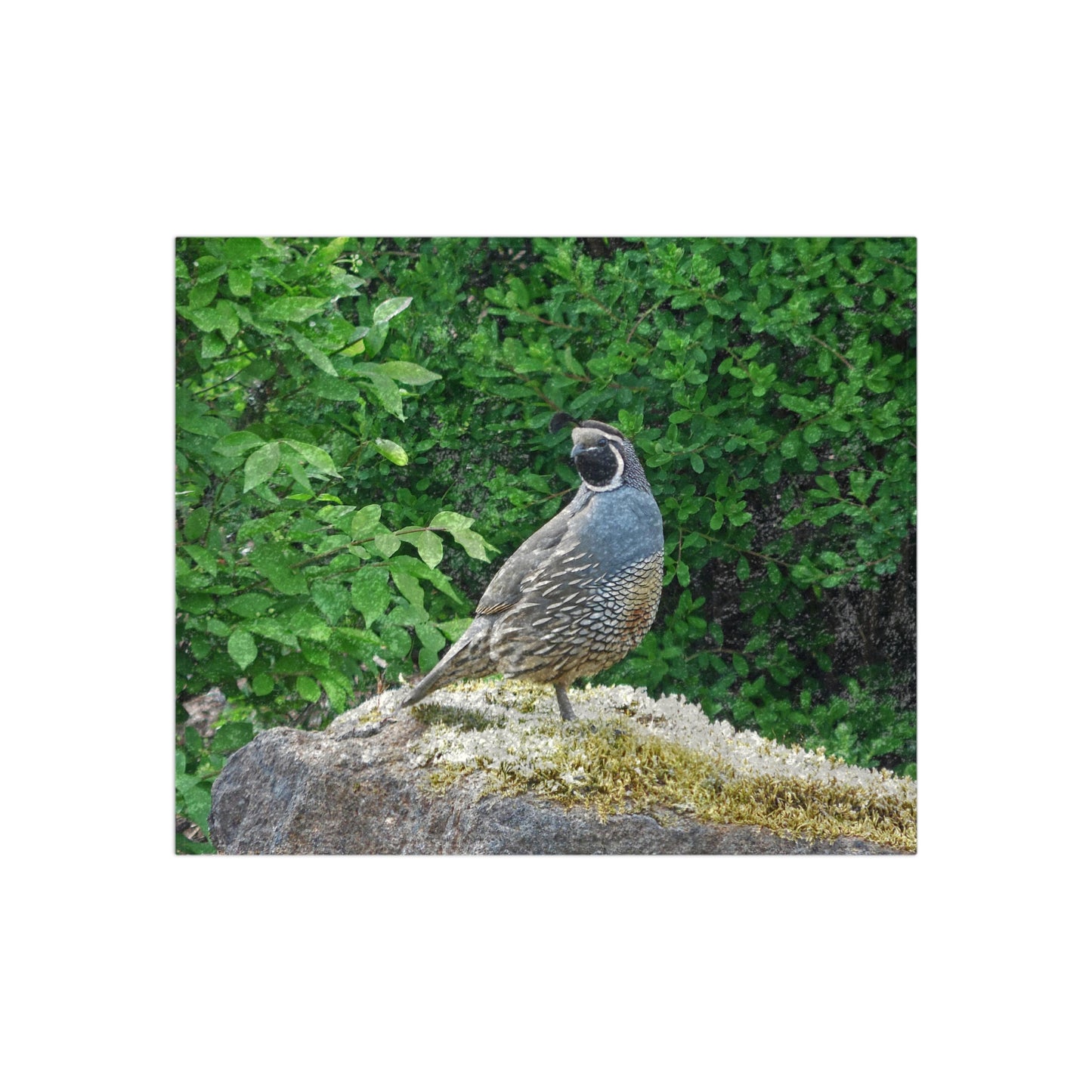 Regal Quail Crushed Velvet Blanket