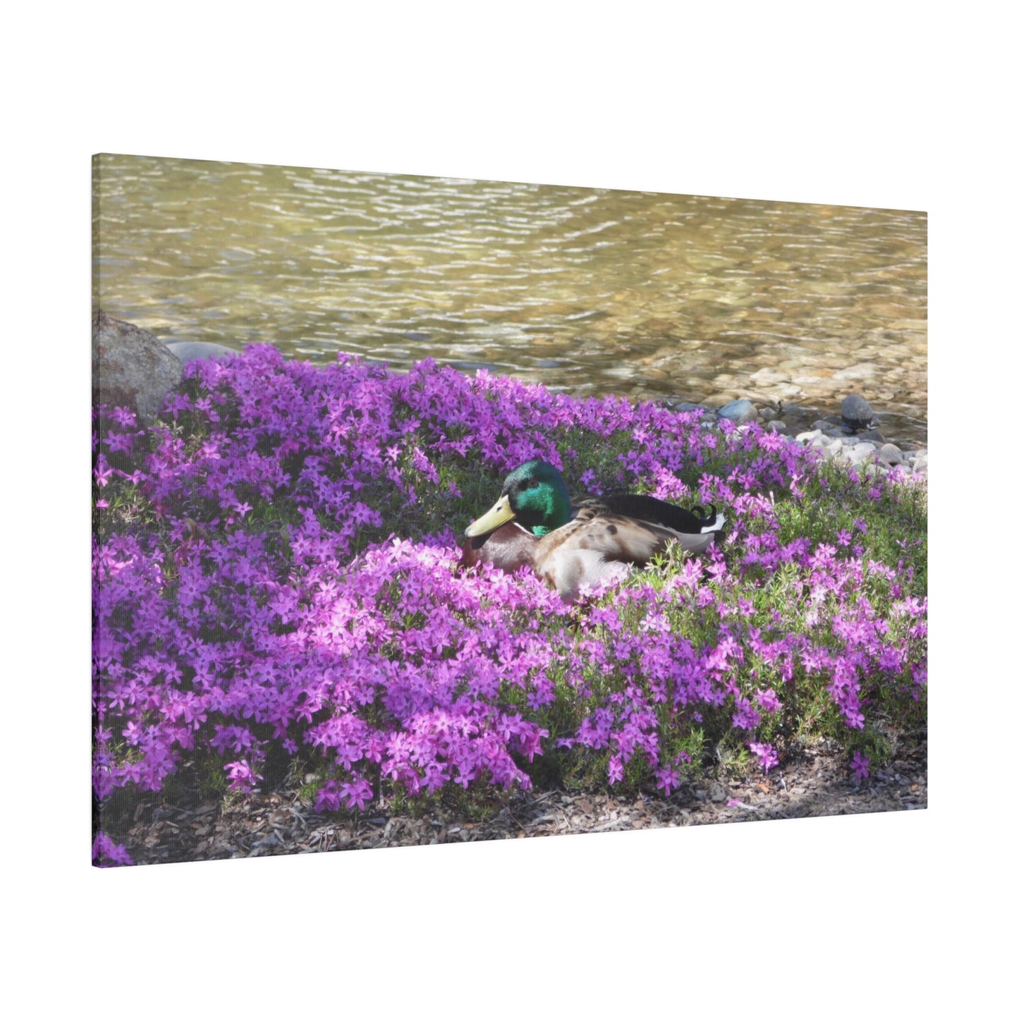 Duck Resting In Flowers Matte Canvas