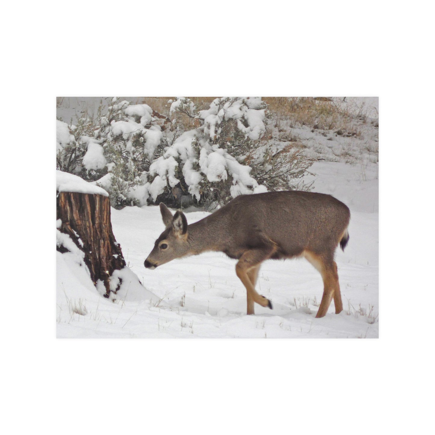 Winter Deer Satin Posters