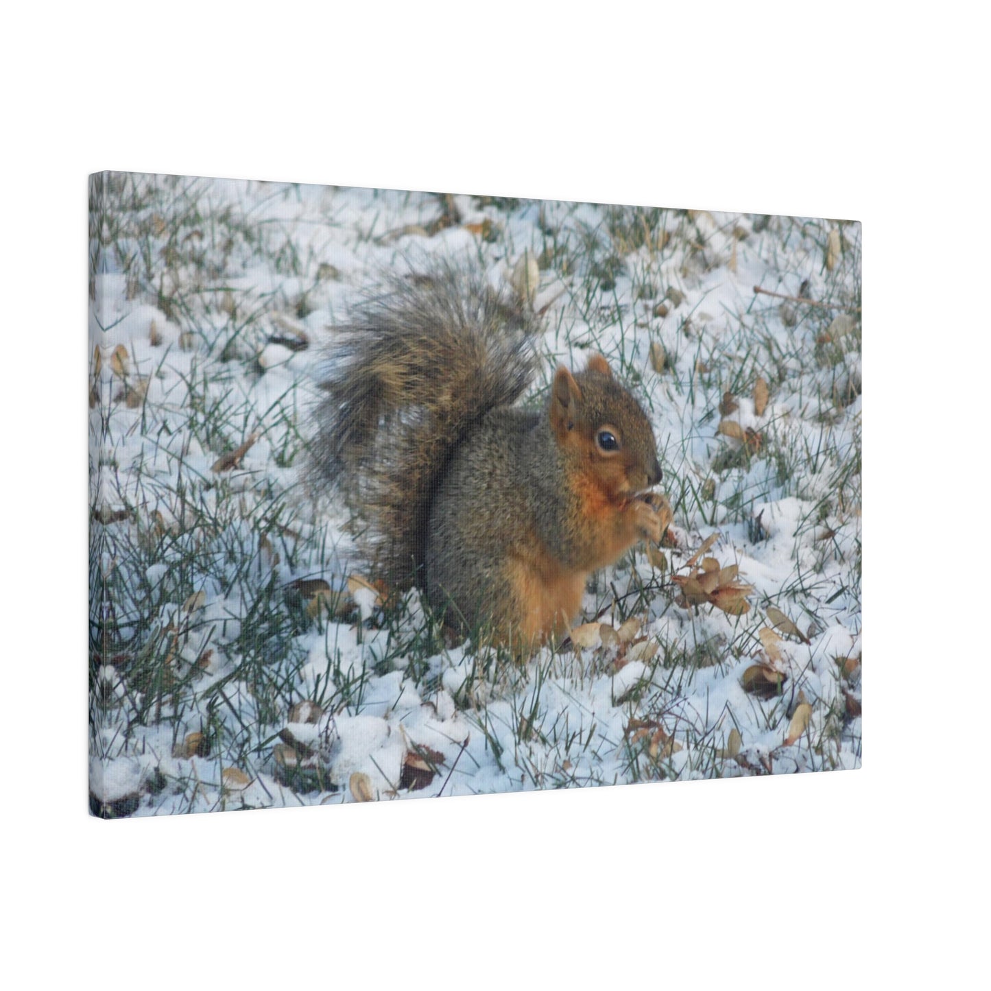 Winter Squirrel Matte Canvas