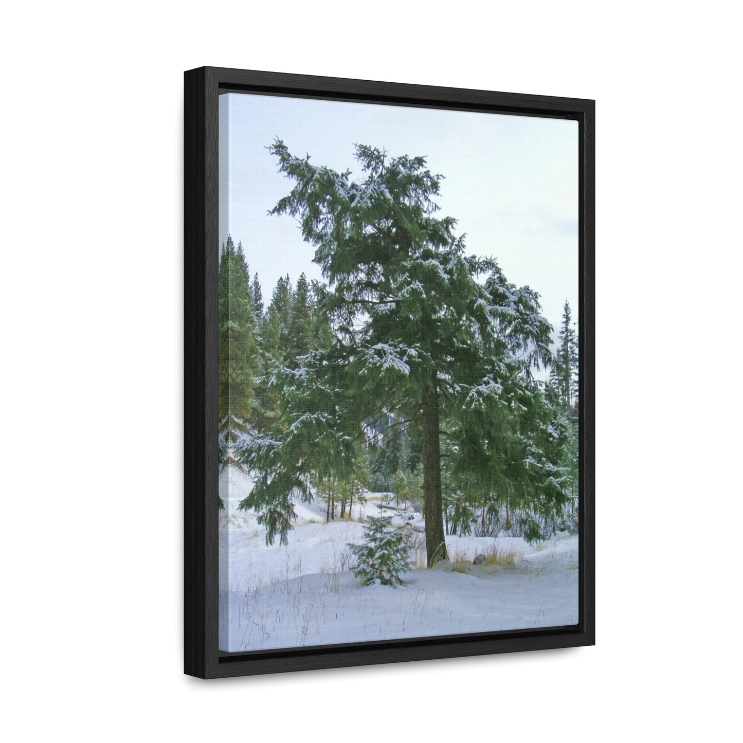 Winter Protector Gallery Canvas Wraps Framed