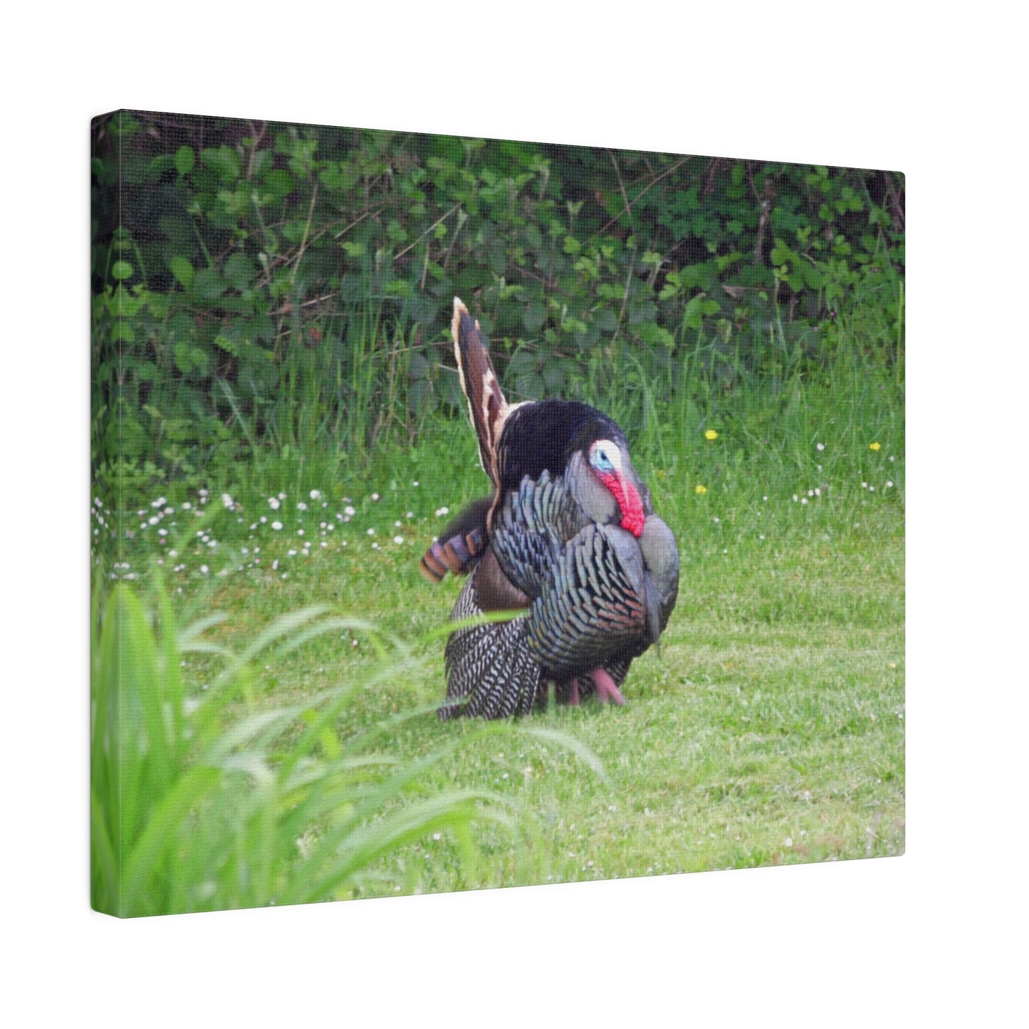 Turkey Trot Matte Canvas