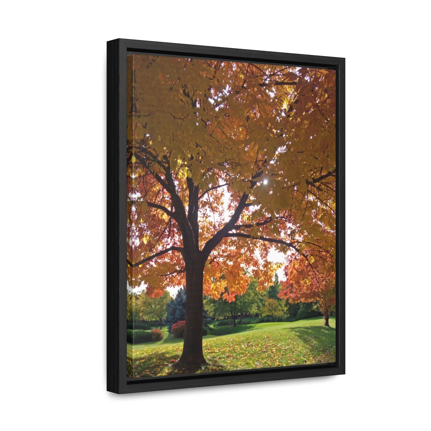 Autumn Canopy Gallery Canvas Wraps Framed