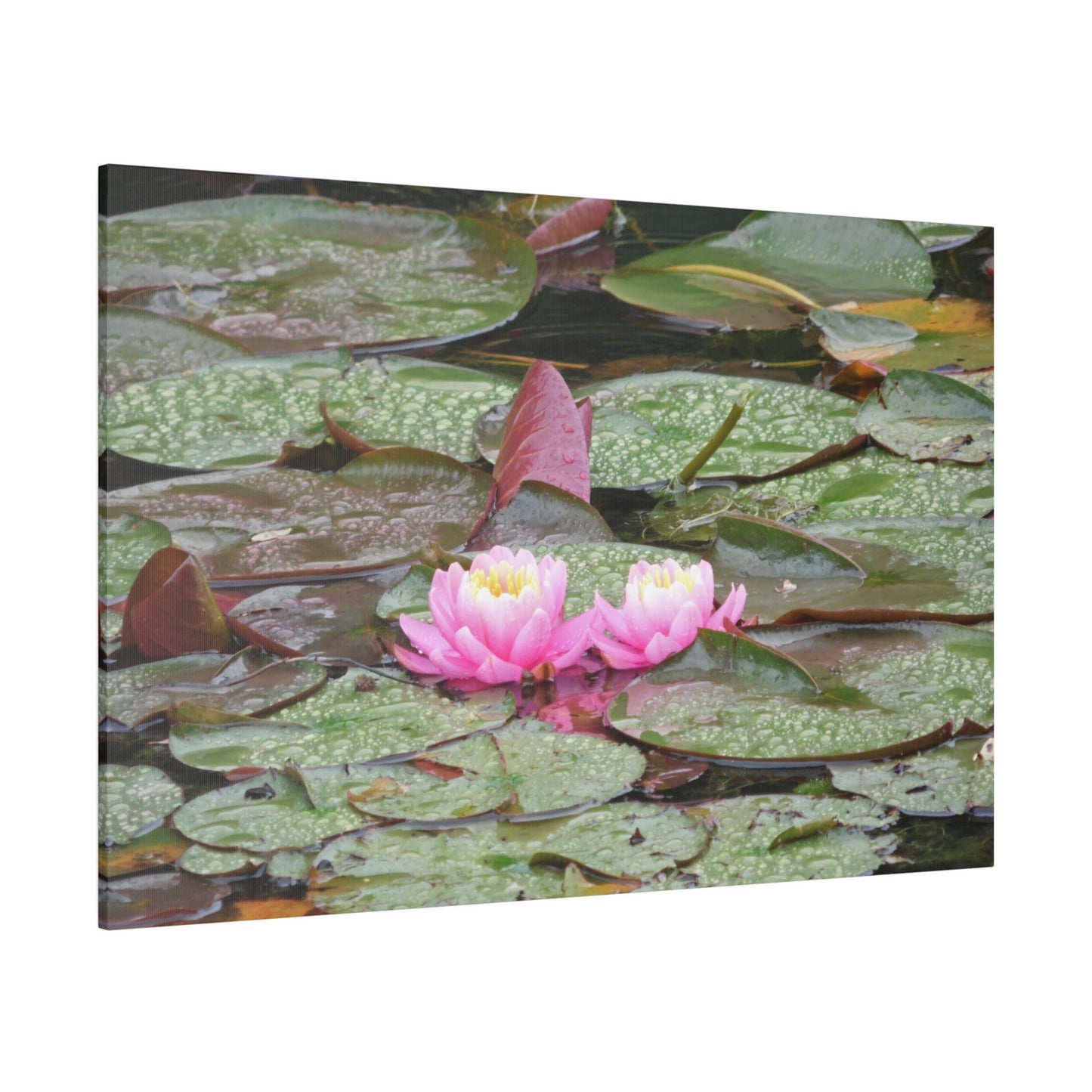 Water Lilies Matte Canvas