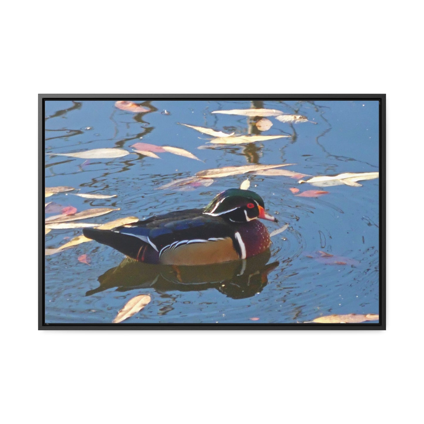 Autumn Wood Duck Gallery Canvas Wraps Framed