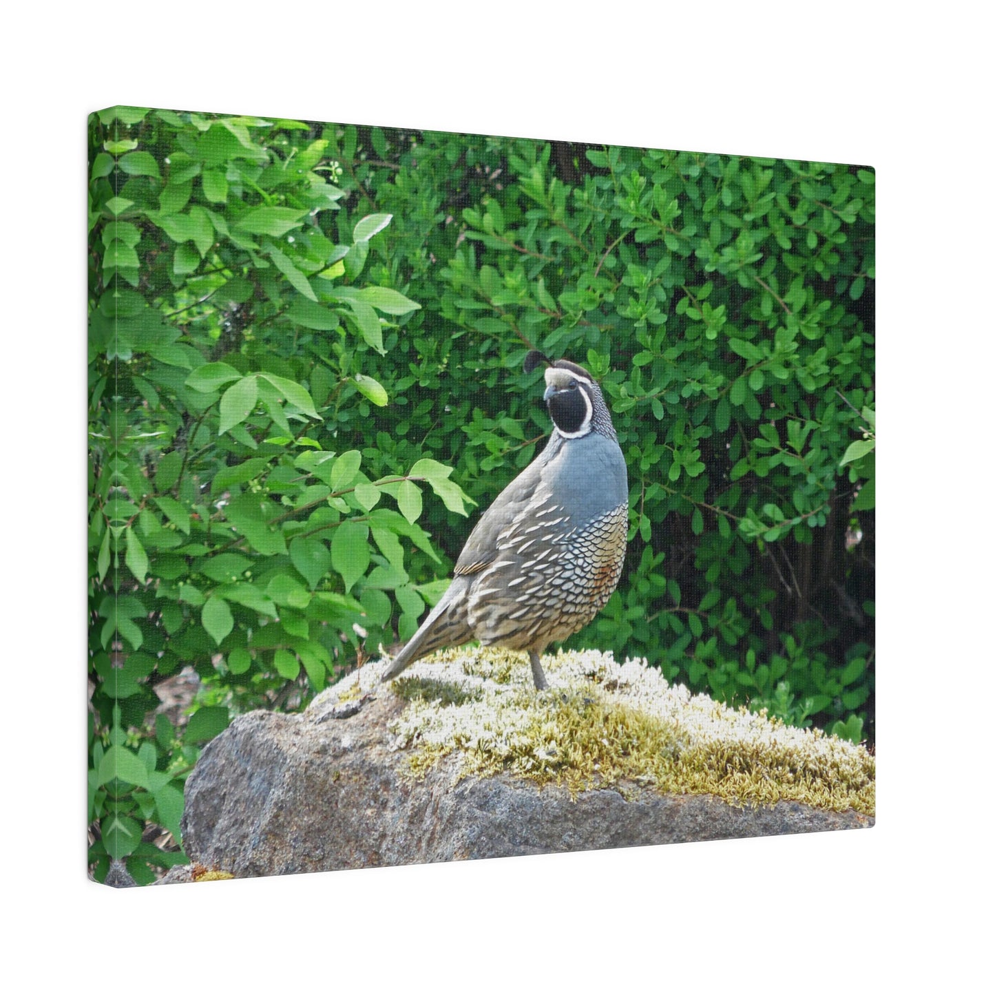 Regal Quail Matte Canvas