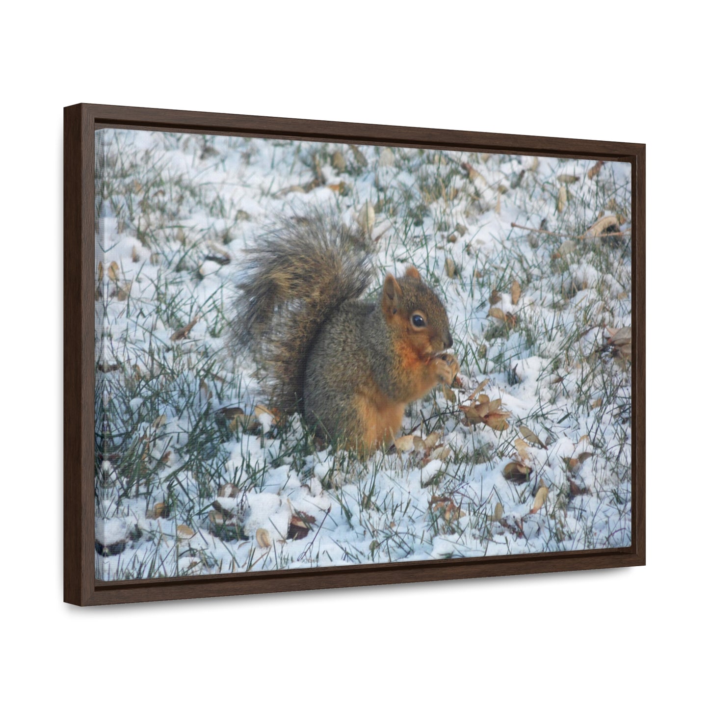 Winter Squirrel Gallery Canvas Wraps Framed