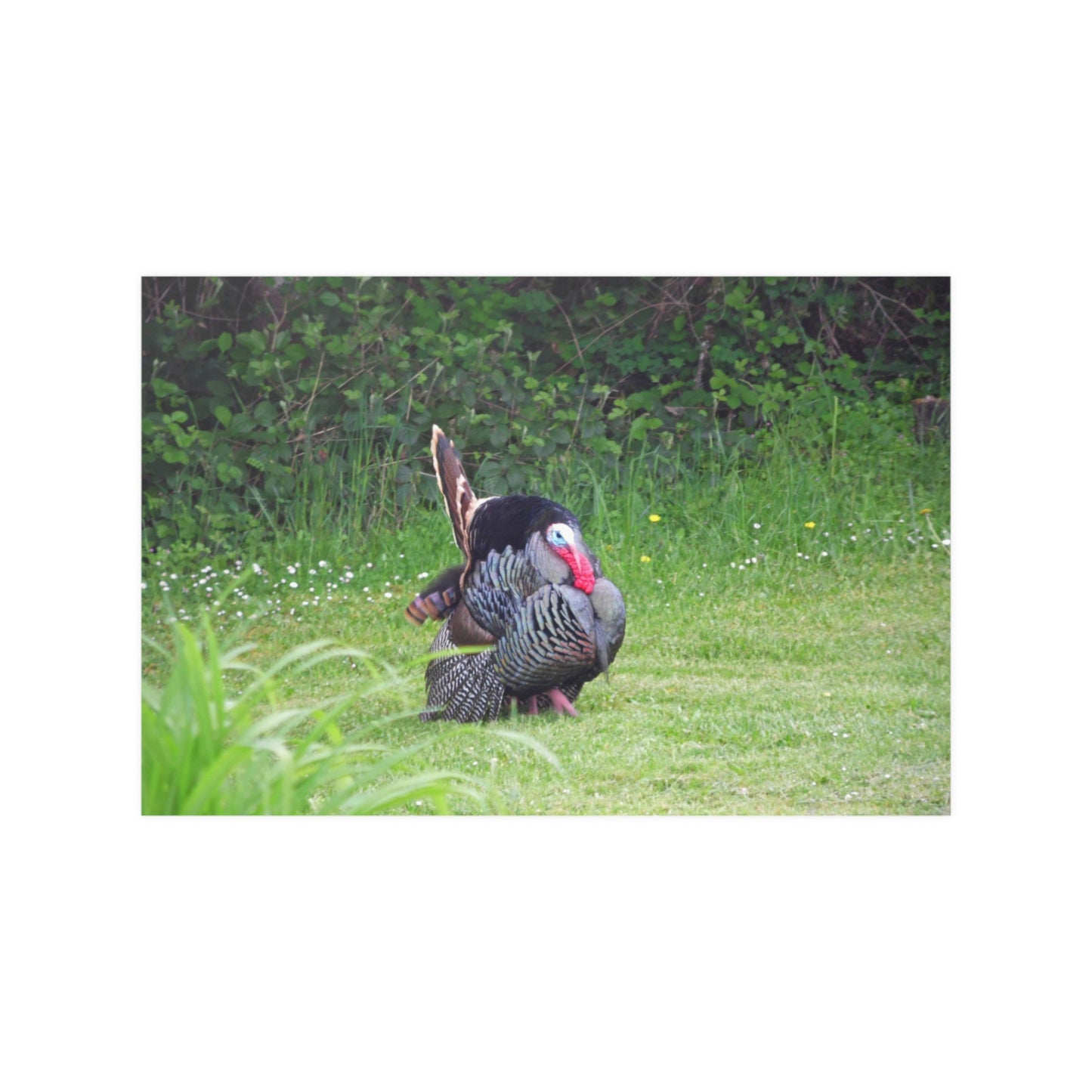 Turkey Trot Satin Posters