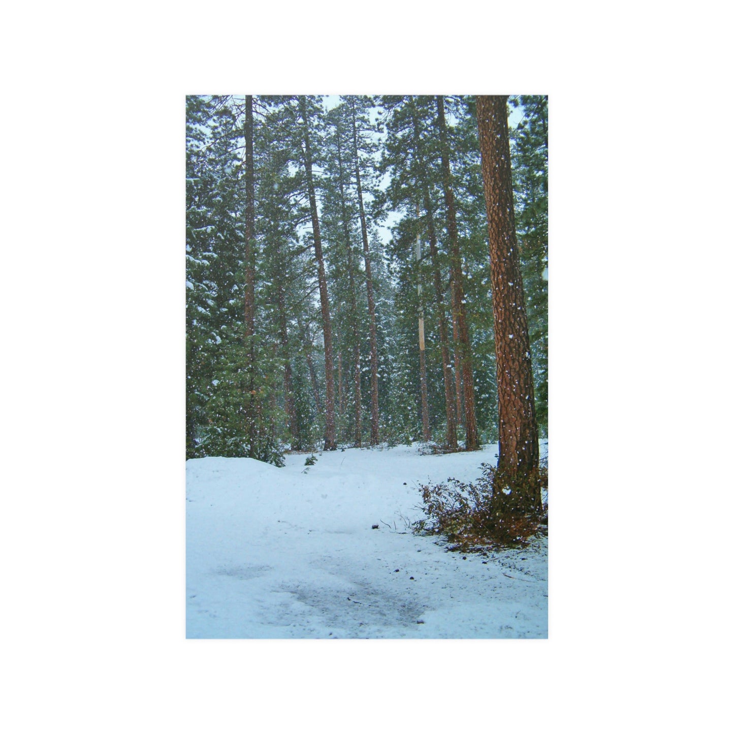 Snowfall Satin Posters