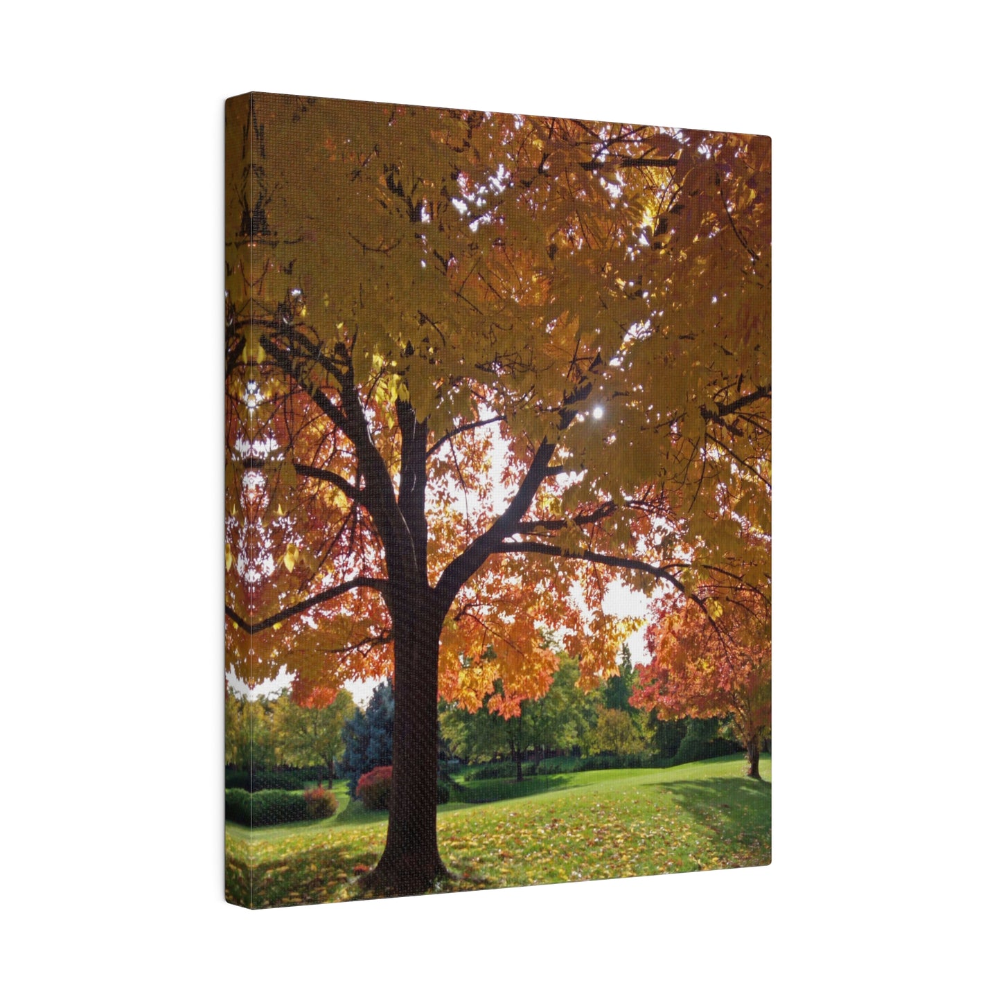 Autumn Canopy Matte Canvas