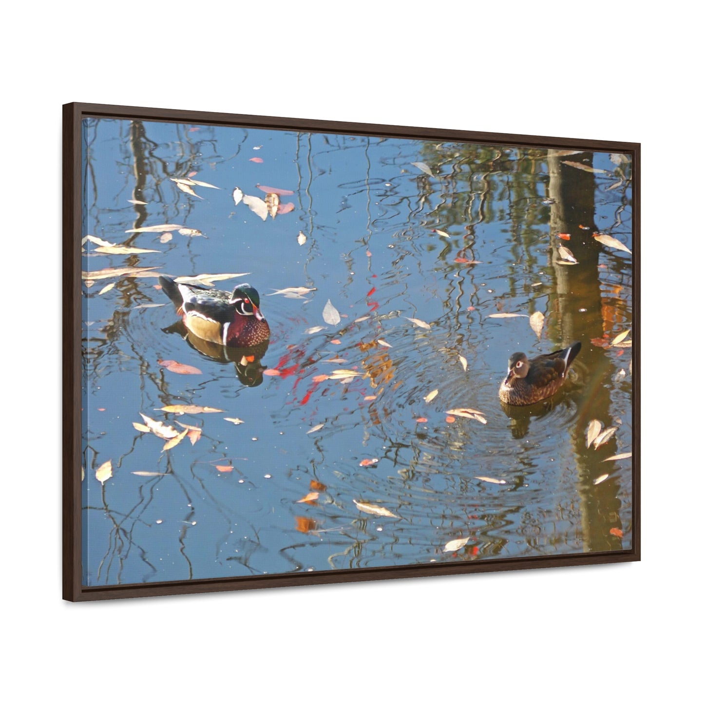 Autumn Wood Duck Couple Gallery Canvas Wraps Framed