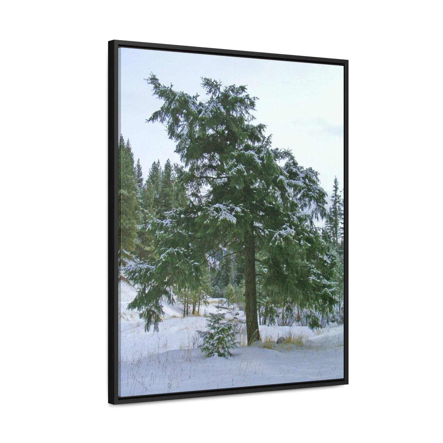 Winter Protector Gallery Canvas Wraps Framed