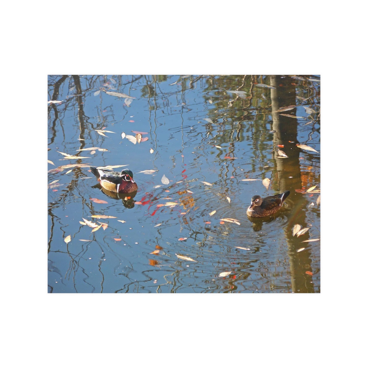 Autumn Wood Duck Couple Satin Posters