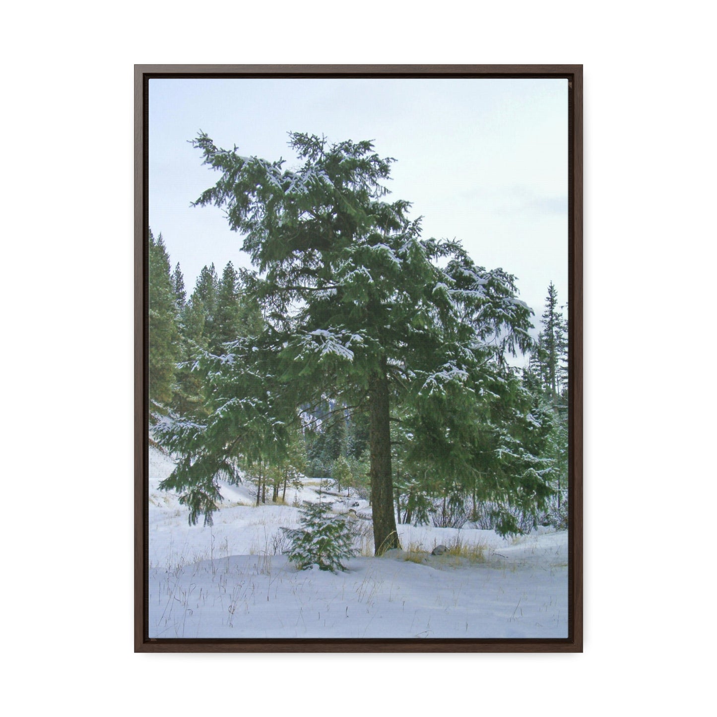 Winter Protector Gallery Canvas Wraps Framed