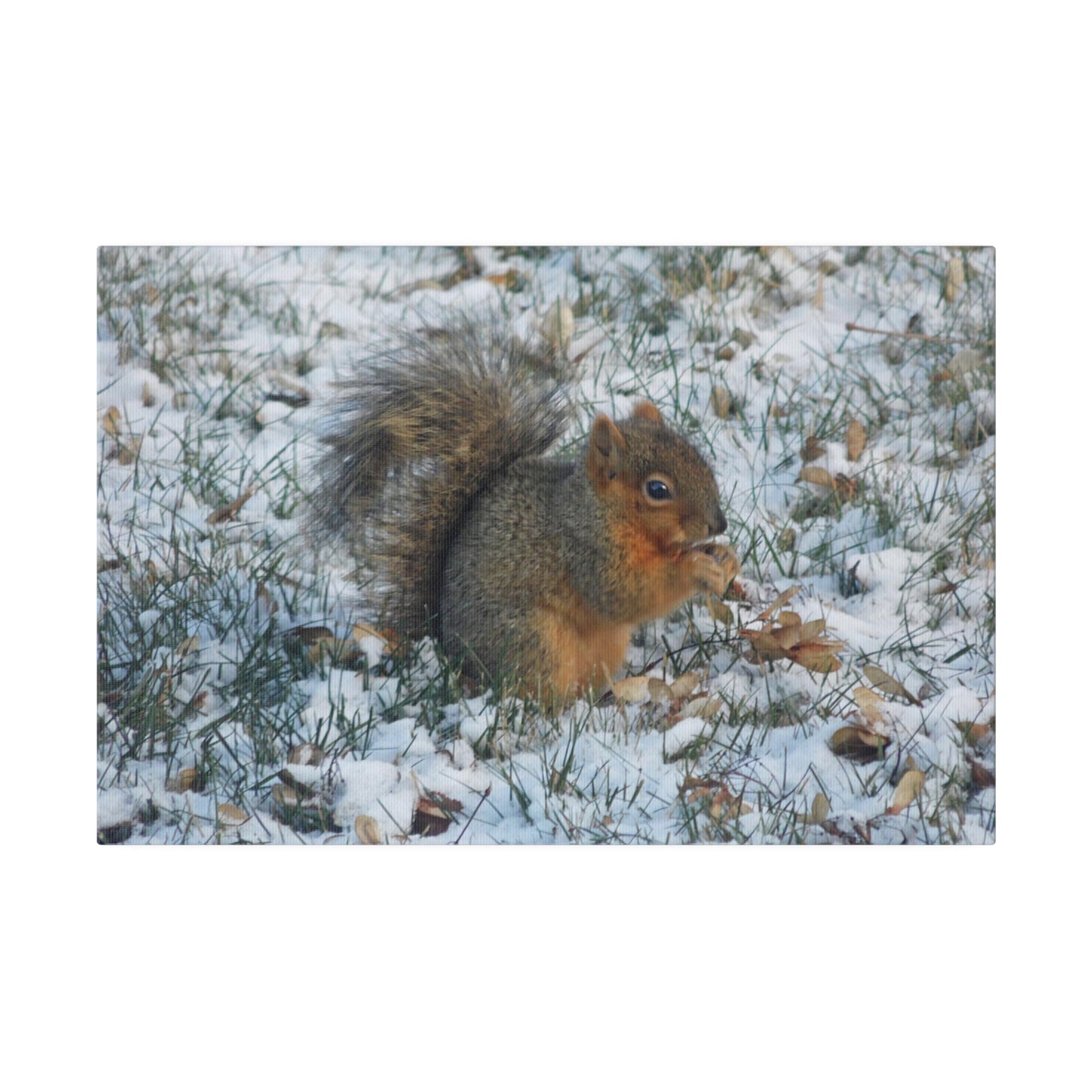 Winter Squirrel Matte Canvas