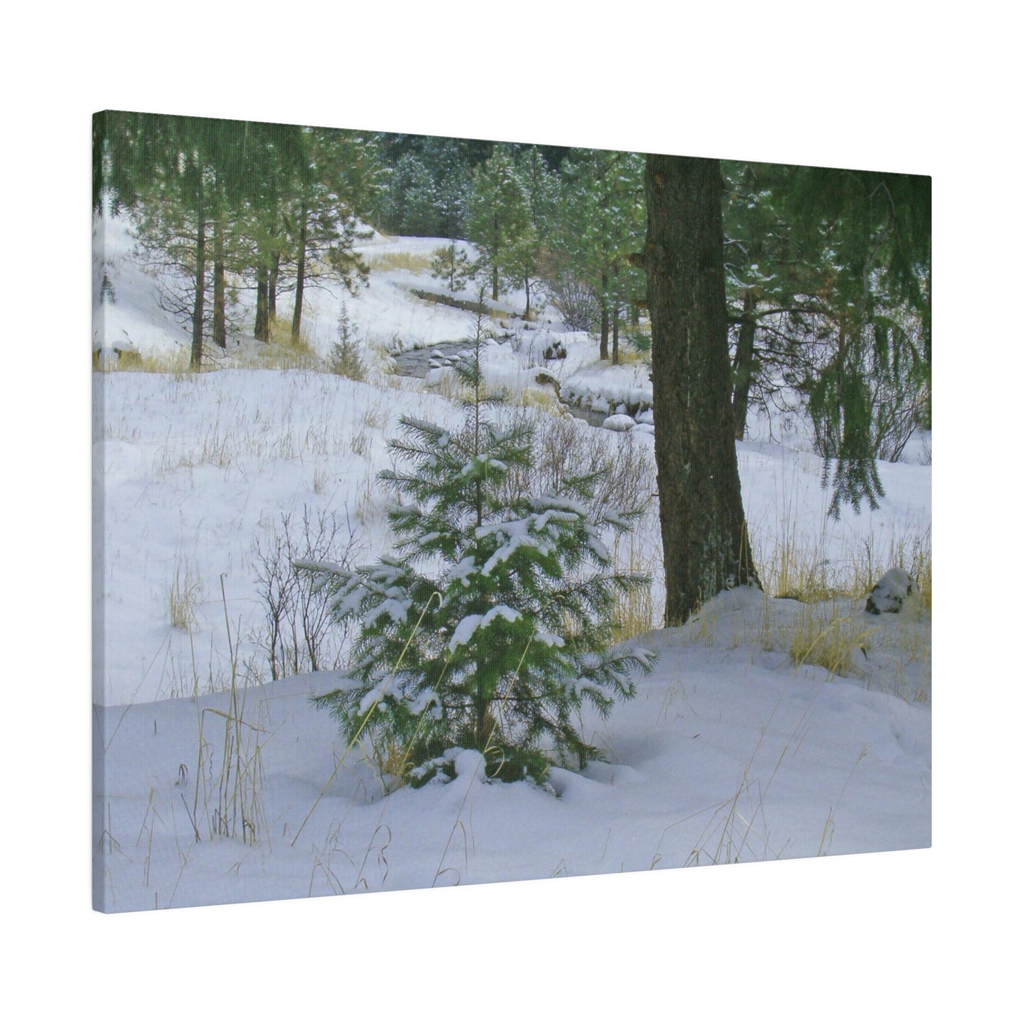 Christmas Tree Creek Matte Canvas