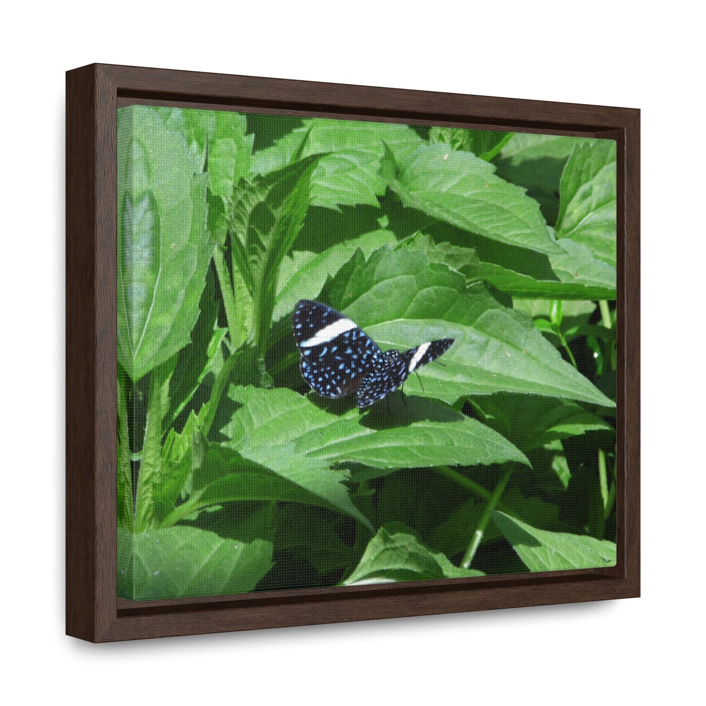 Sapphire Butterfly Gallery Canvas Wraps Framed