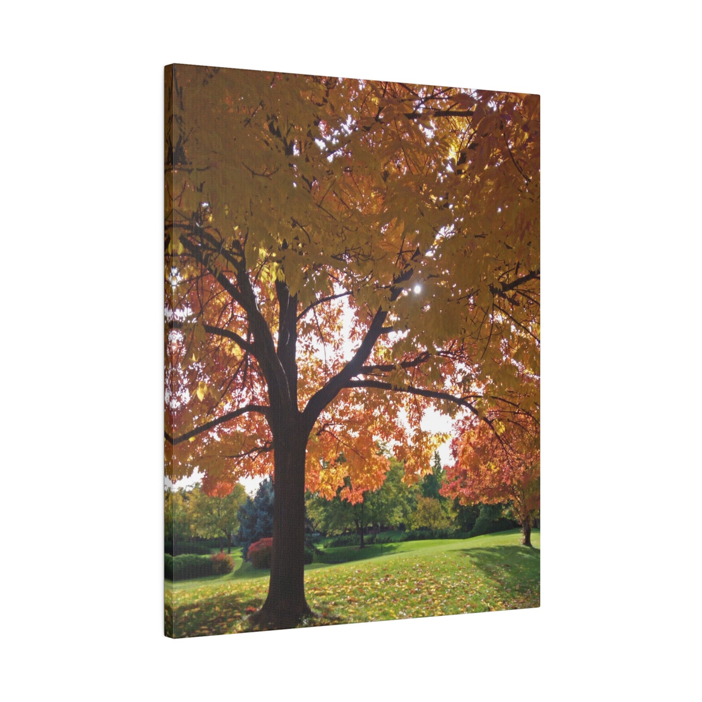 Autumn Canopy Matte Canvas