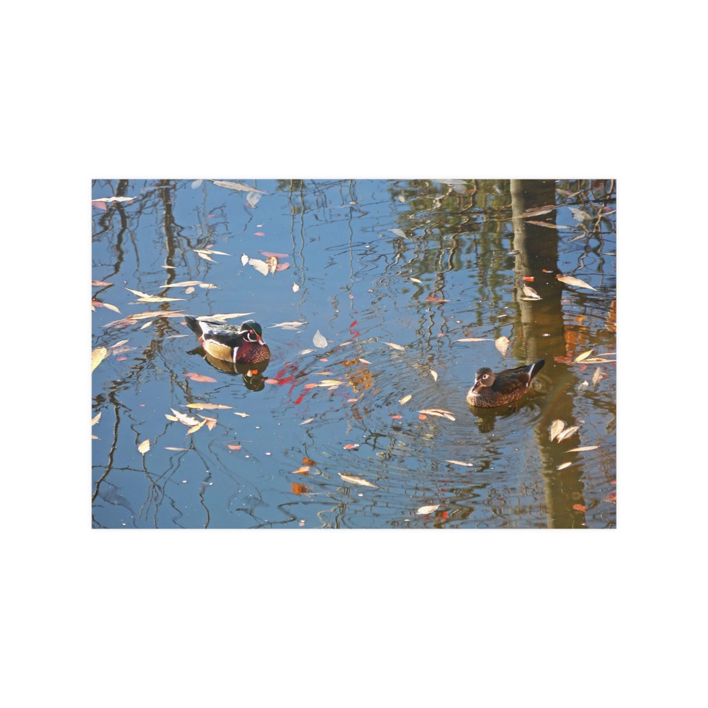 Autumn Wood Duck Couple Satin Posters