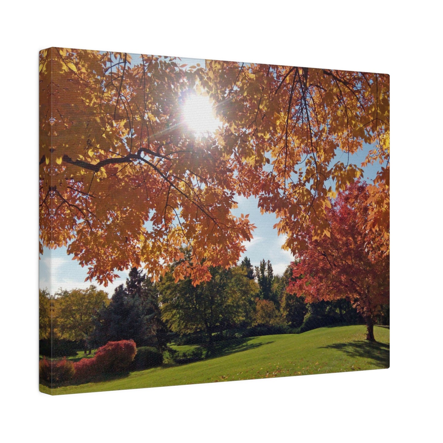 Autumn Light Matte Canvas
