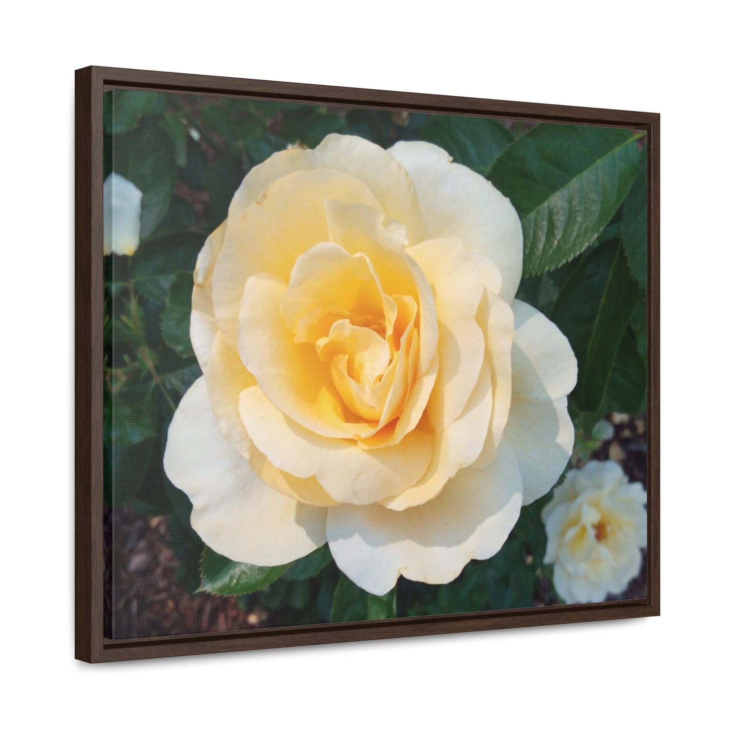 Cream Rose Gallery Canvas Wraps Framed