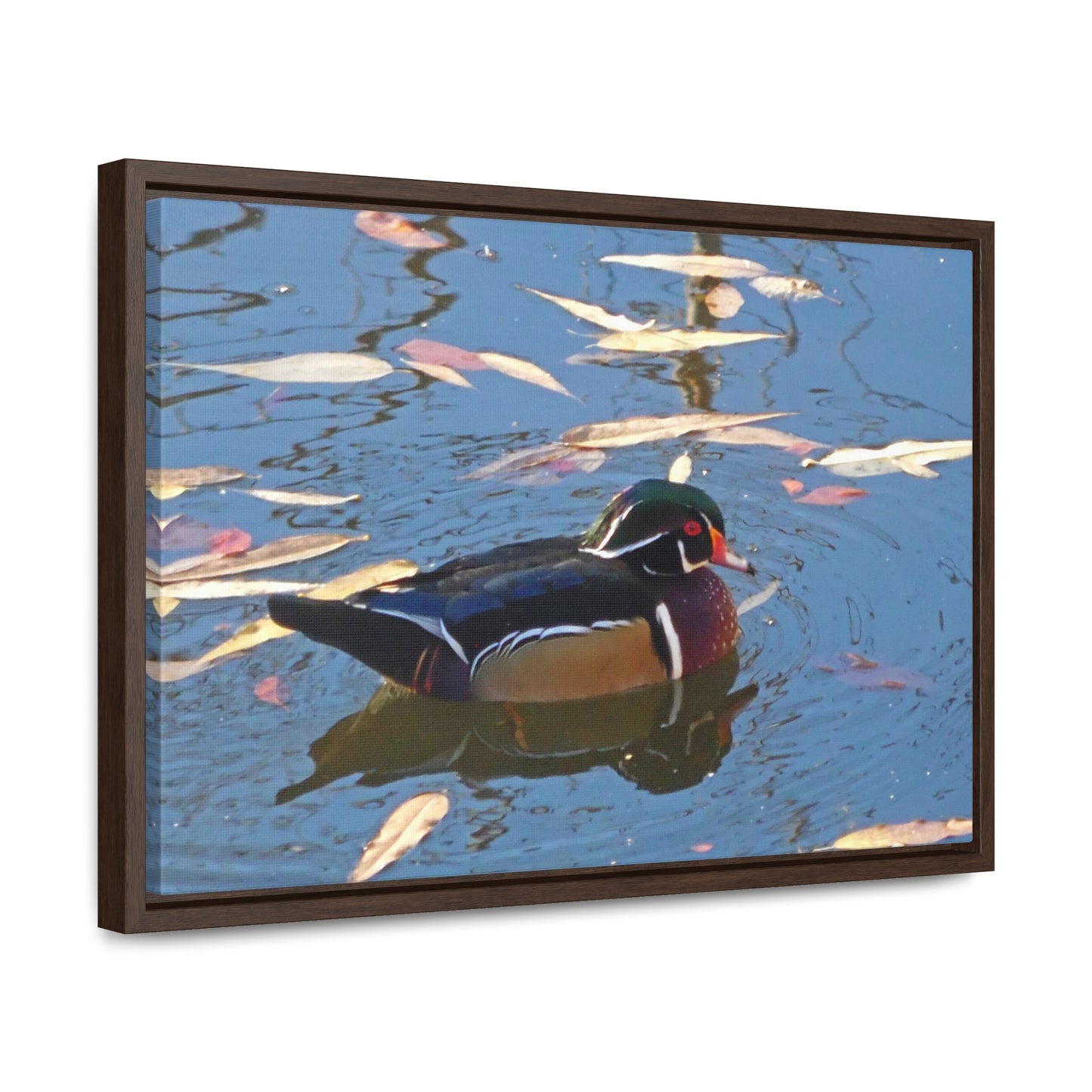 Autumn Wood Duck Gallery Canvas Wraps Framed