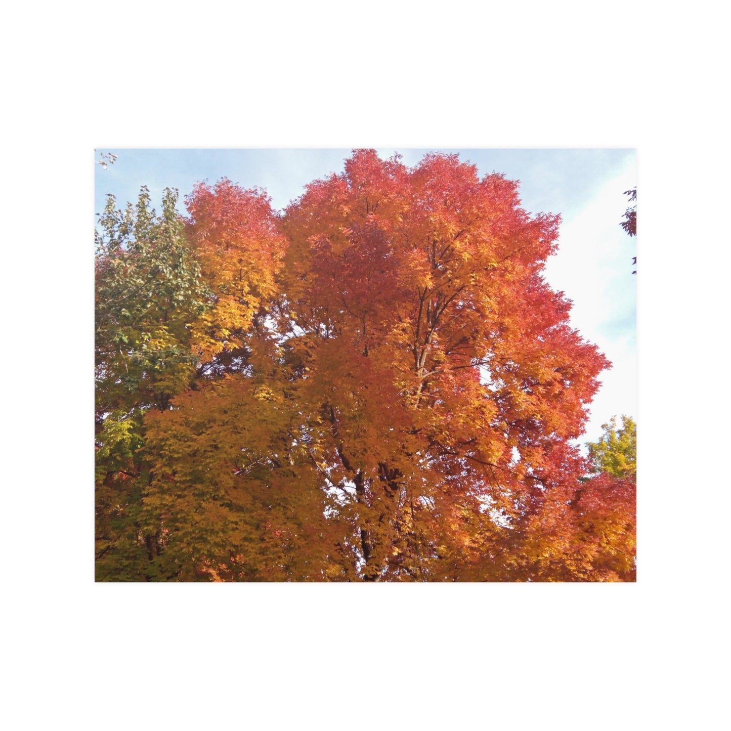 Autumn Radiance Satin Posters