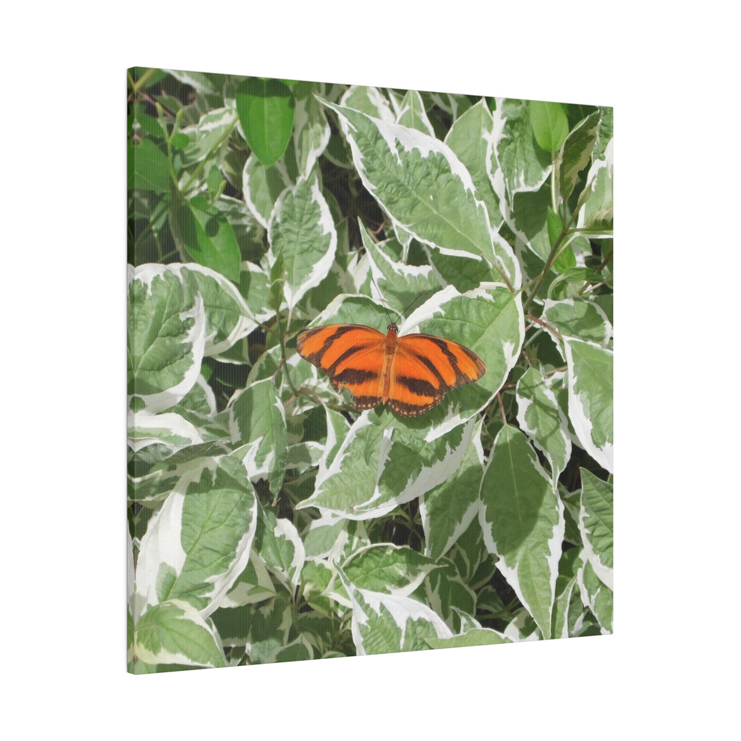 Leaves & Butterfly Square Matte Canvas