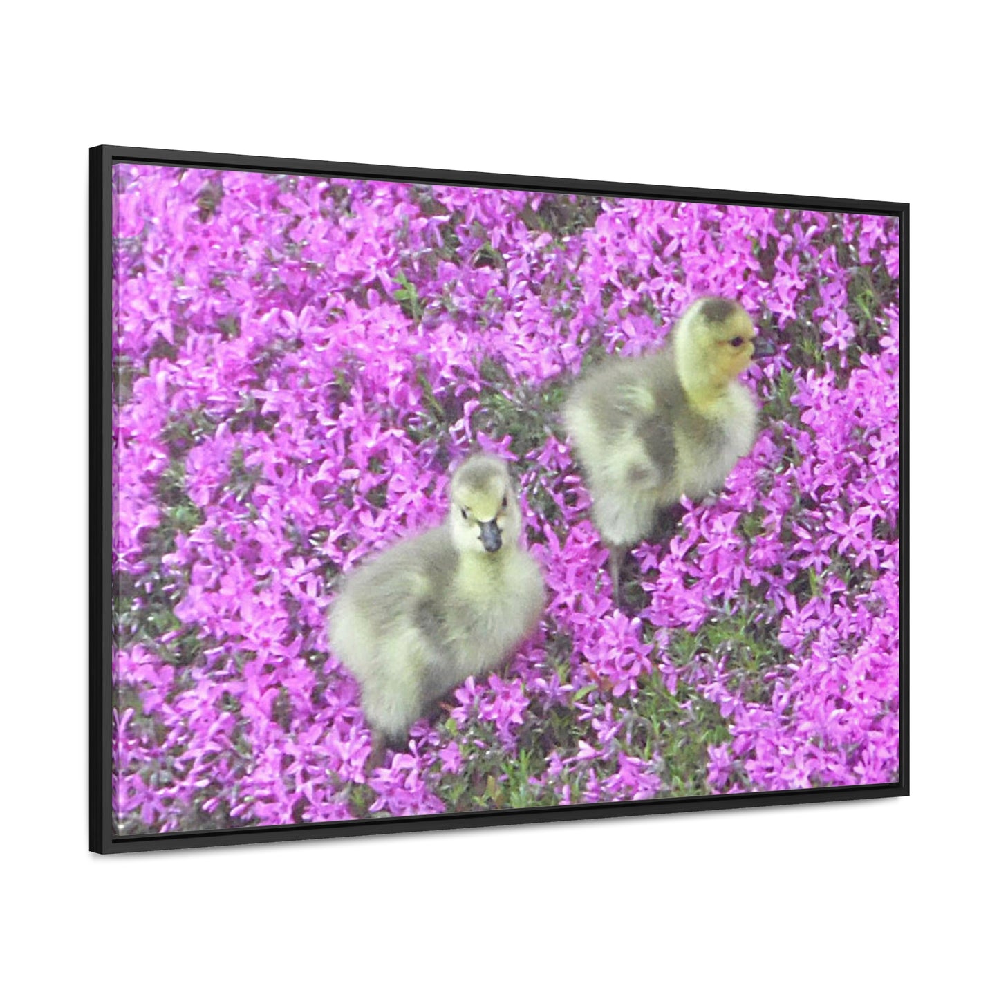 Precious Peeps Gallery Canvas Wraps Framed